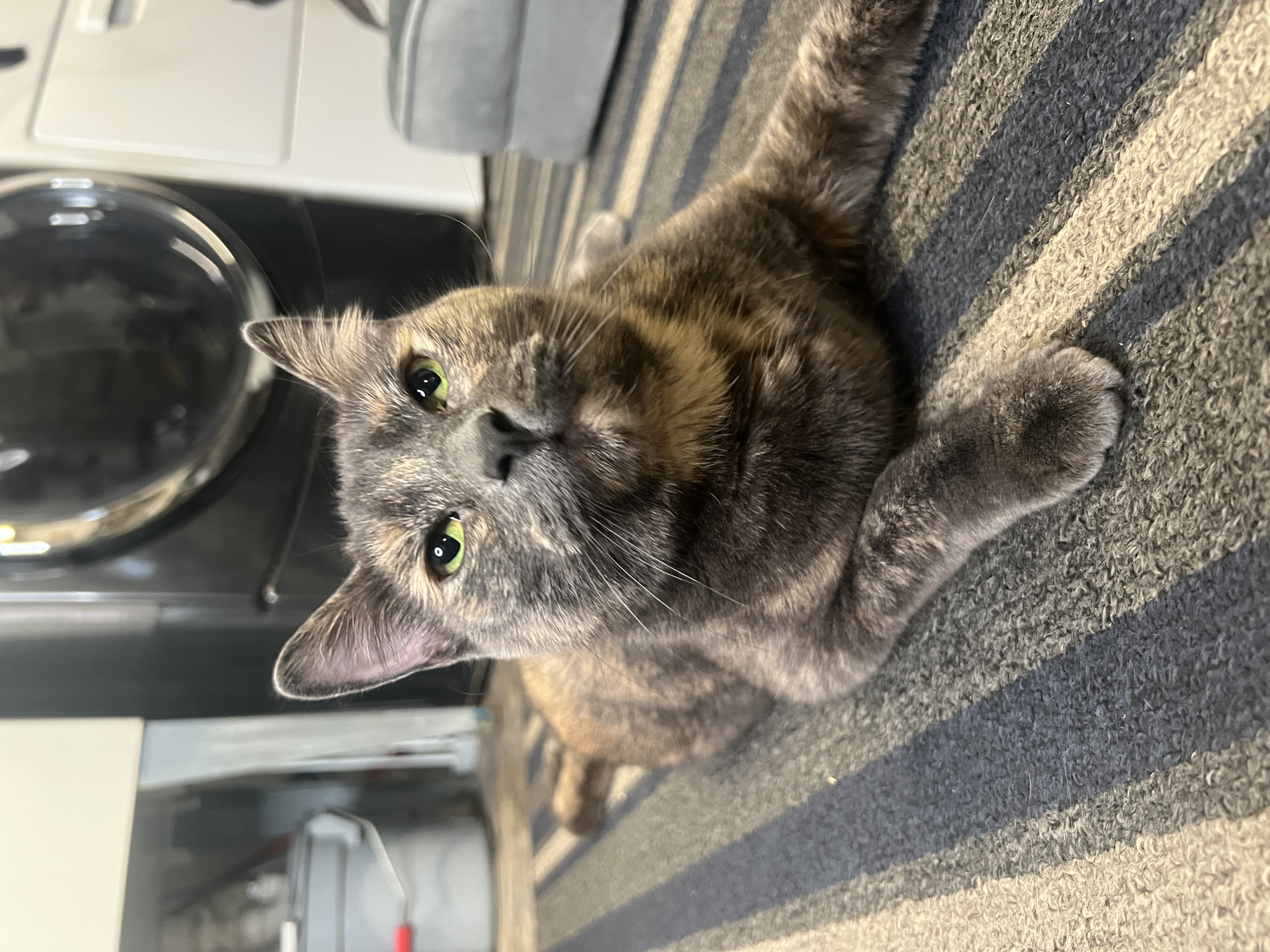 Enlarge Ed (Female Cat), a Adopted Domestic Short Hair in Frankenmuth, MI image 4/6