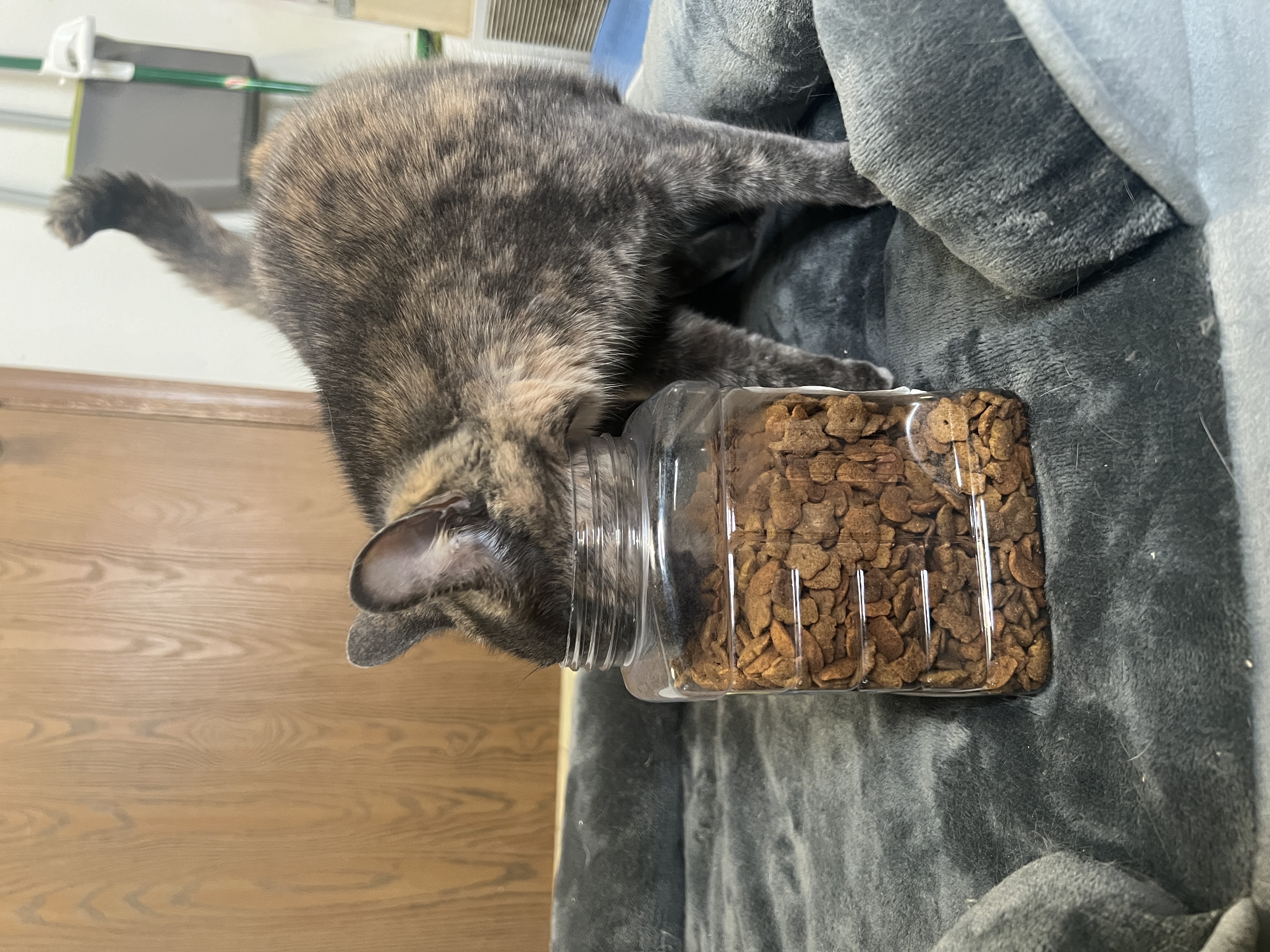 Enlarge Ed (Female Cat), a Adopted Domestic Short Hair in Frankenmuth, MI image 5/6