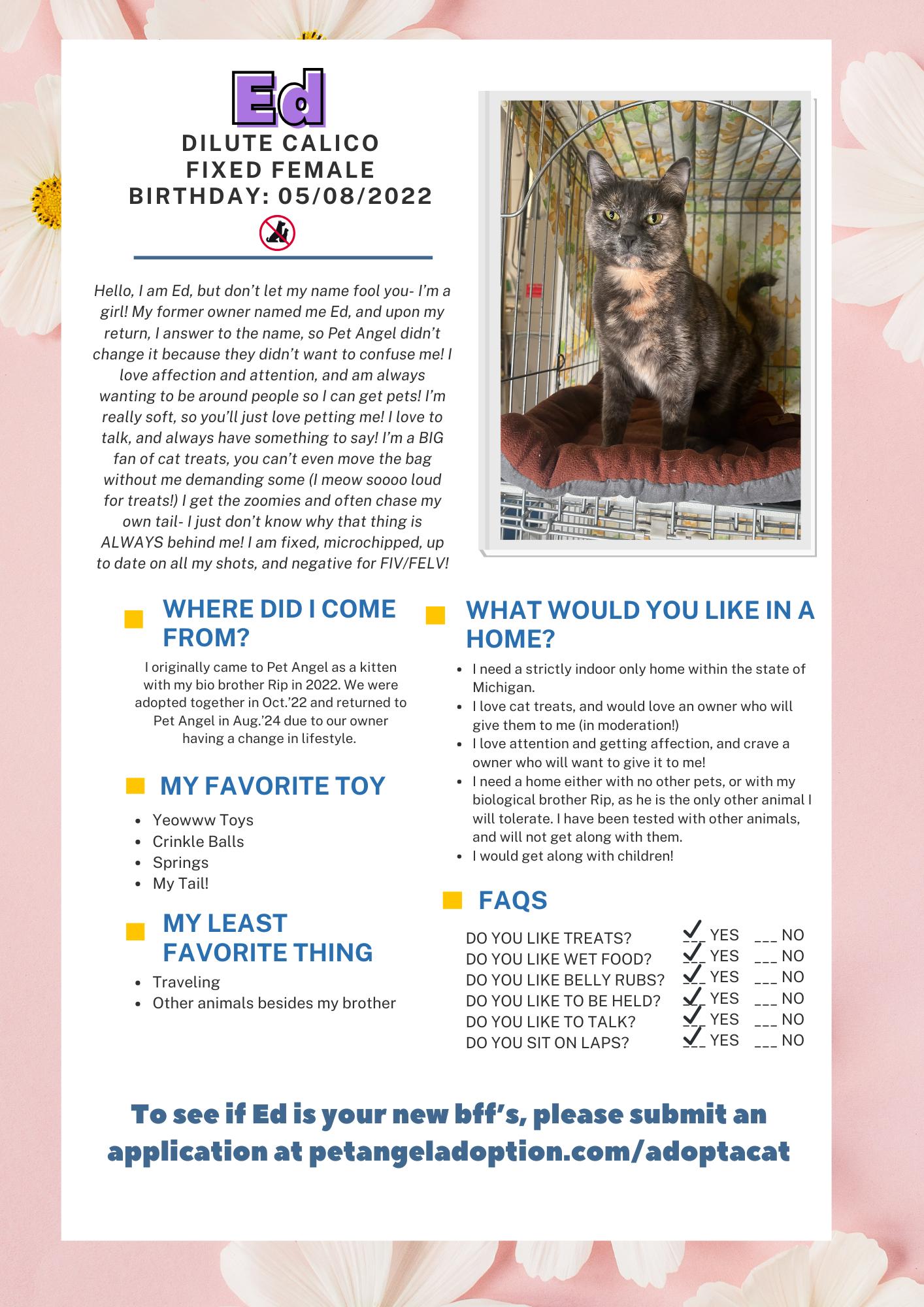 Enlarge Ed (Female Cat), a Adopted Domestic Short Hair in Frankenmuth, MI image 6/6