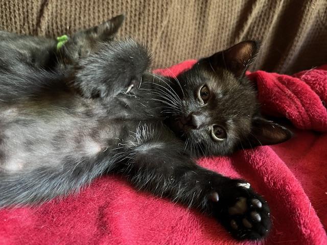 Pearl, Baby Female Domestic Medium Hair