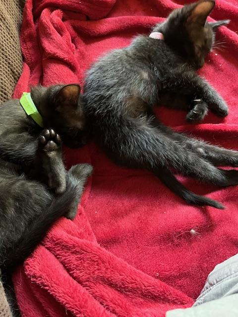 Enlarge Pearl, a Adopted mixed breed in Richmond, CA image 3/4