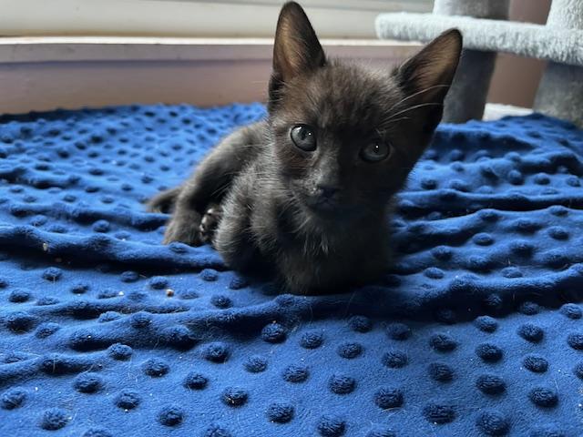 Enlarge Pearl, a Adopted mixed breed in Richmond, CA image 4/4