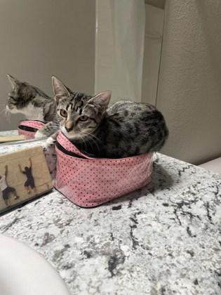 Maya, Adoptable, Adult Female Domestic Short Hair & Domestic Short Hair.