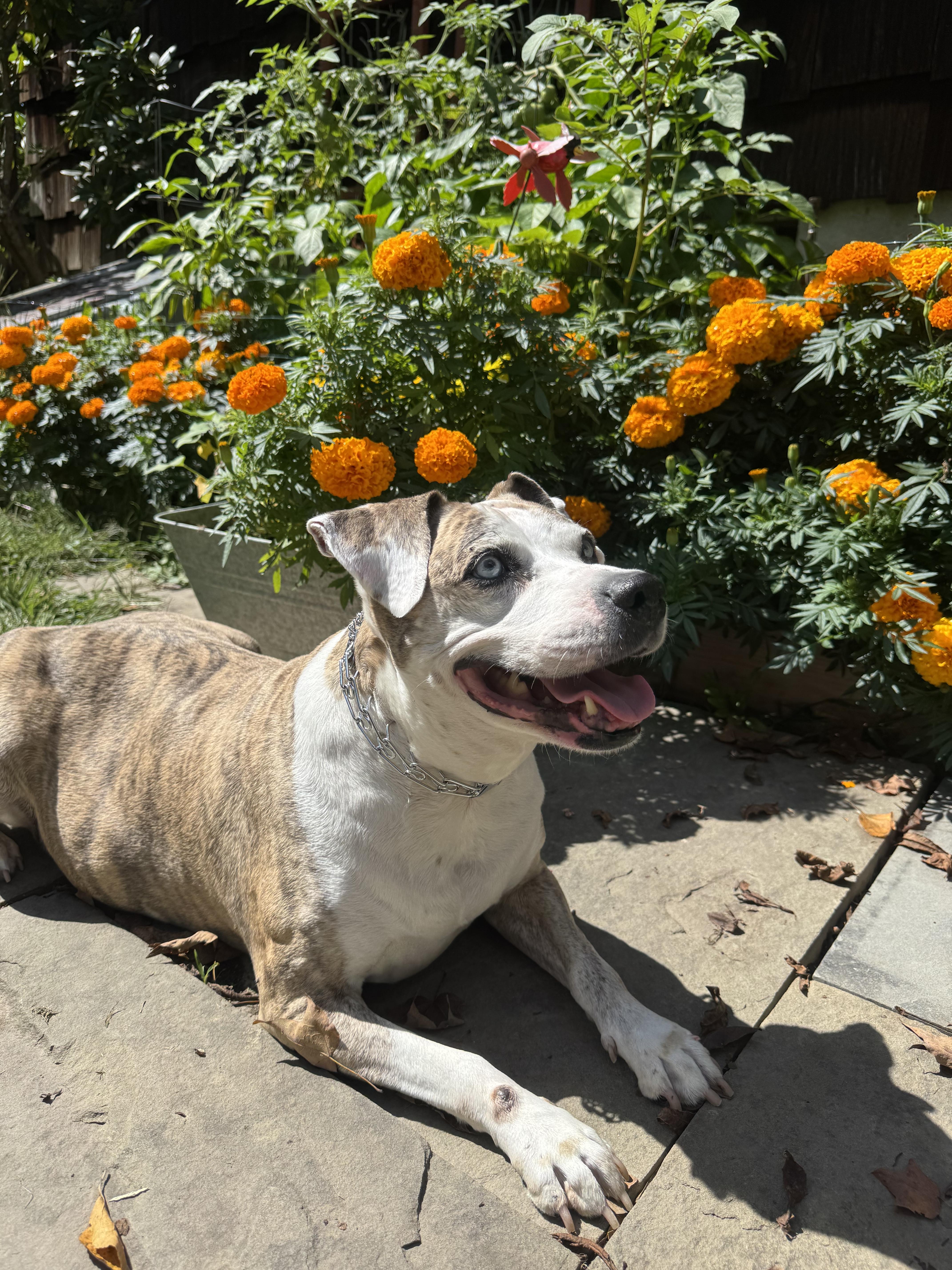 Enlarge MAX, a Adoptable mixed breed in Montclair, NJ image 2/3