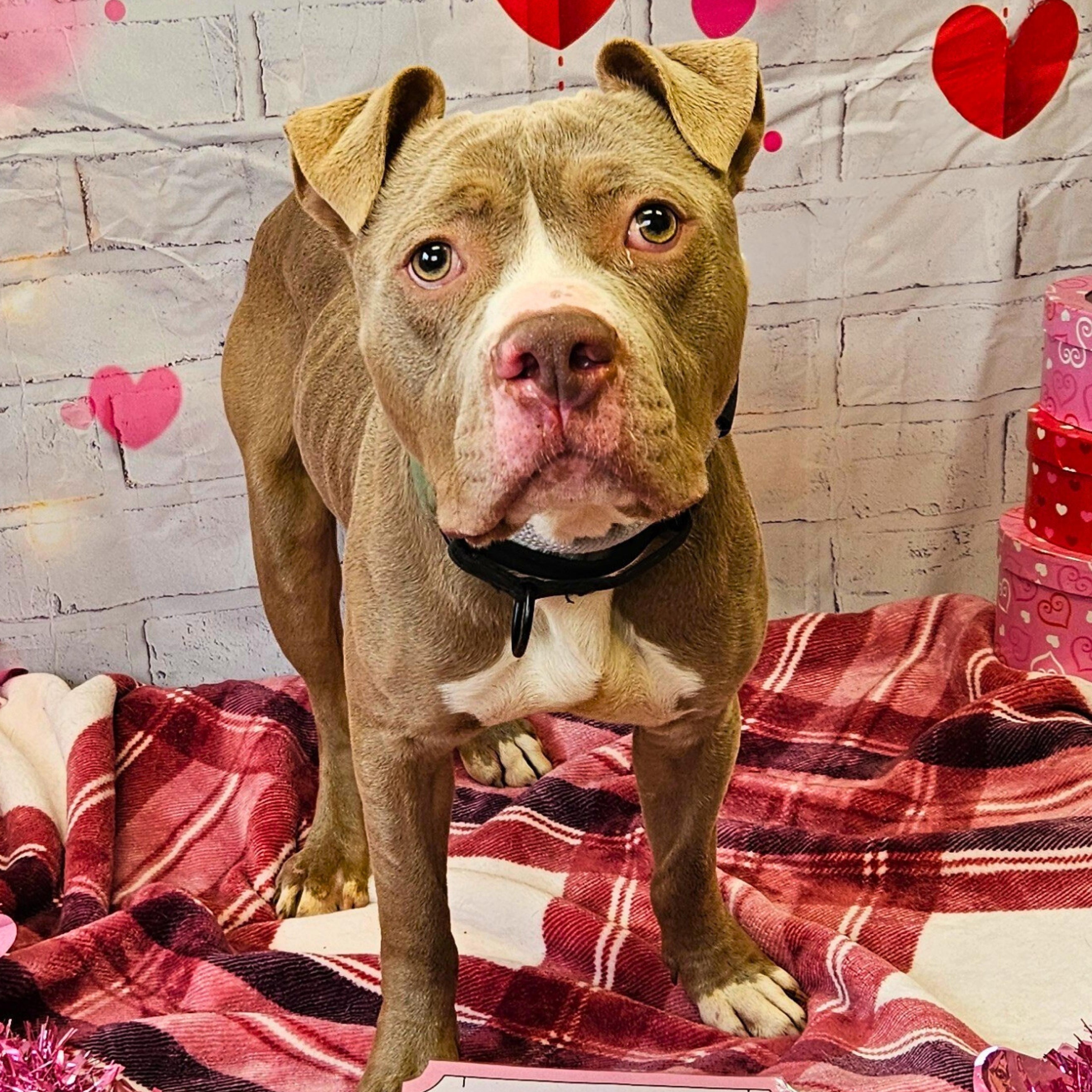 Stuart, a ADOPTABLE mixed breed in Waterloo, IA image 3/5