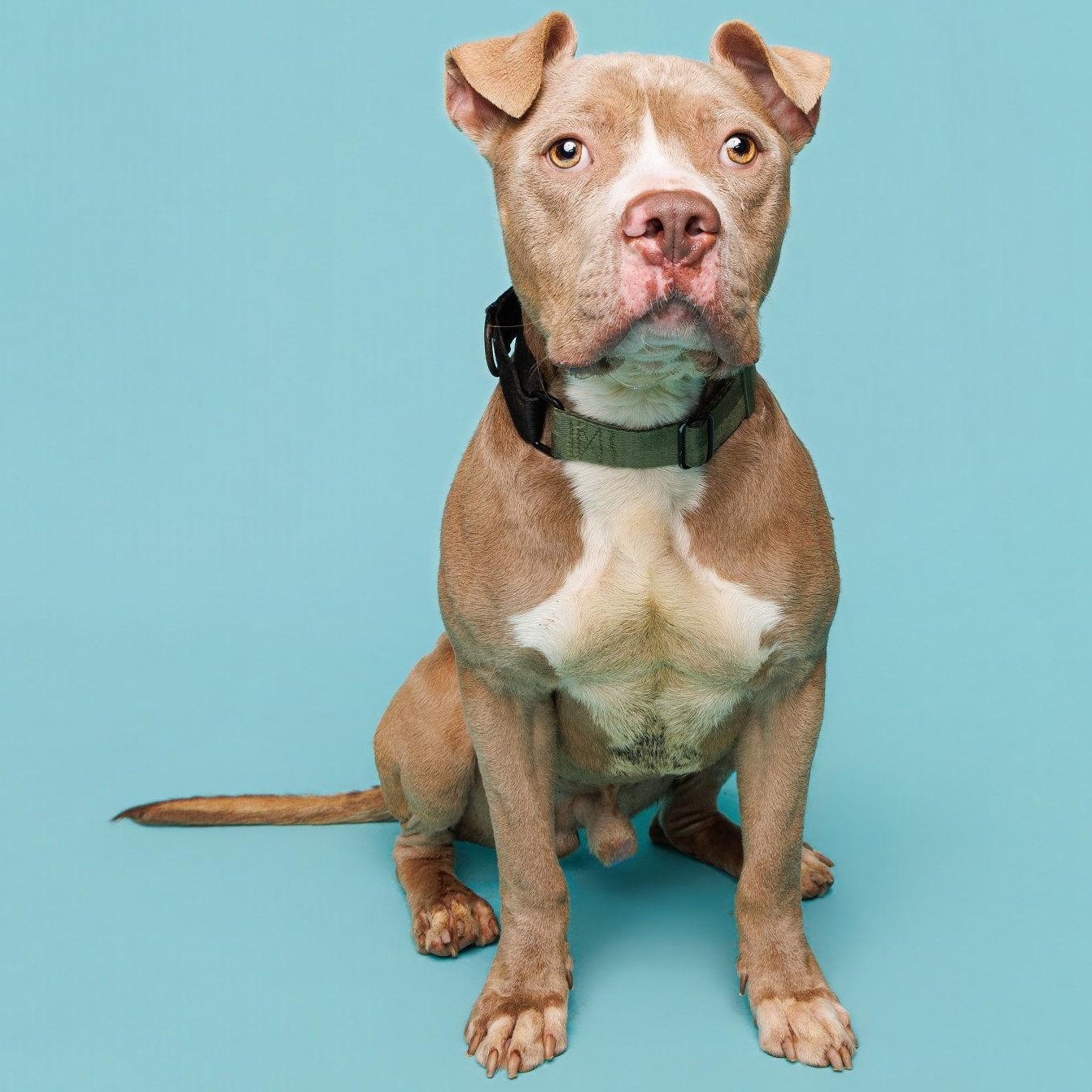 Stuart, a ADOPTABLE mixed breed in Waterloo, IA image 1/5