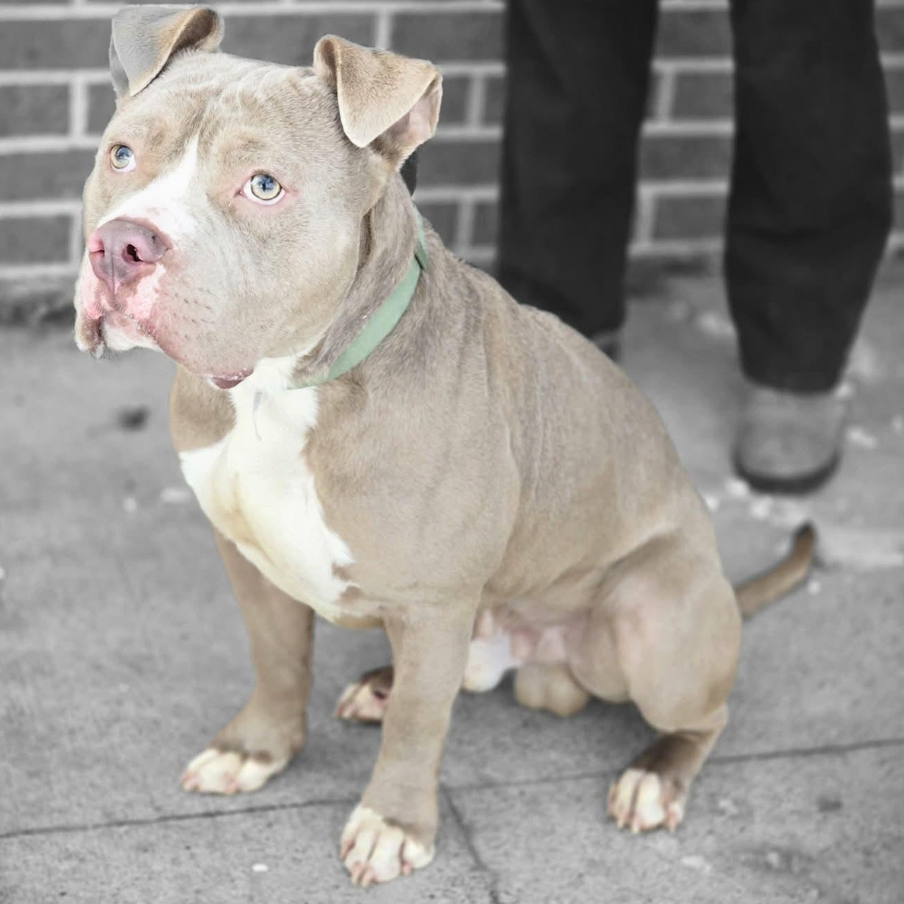Stuart, a ADOPTABLE mixed breed in Waterloo, IA image 2/5