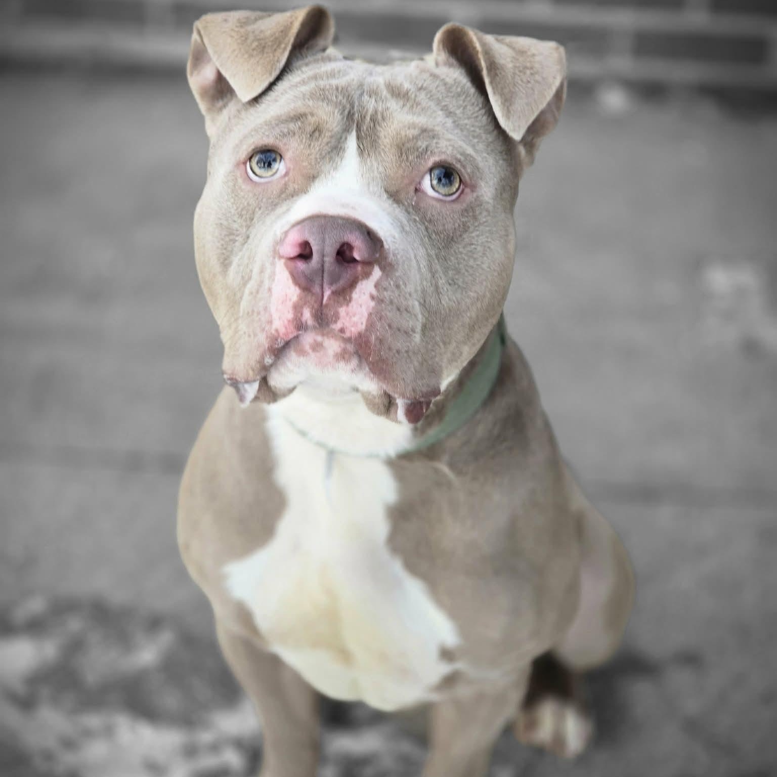 Stuart, a ADOPTABLE mixed breed in Waterloo, IA image 5/5