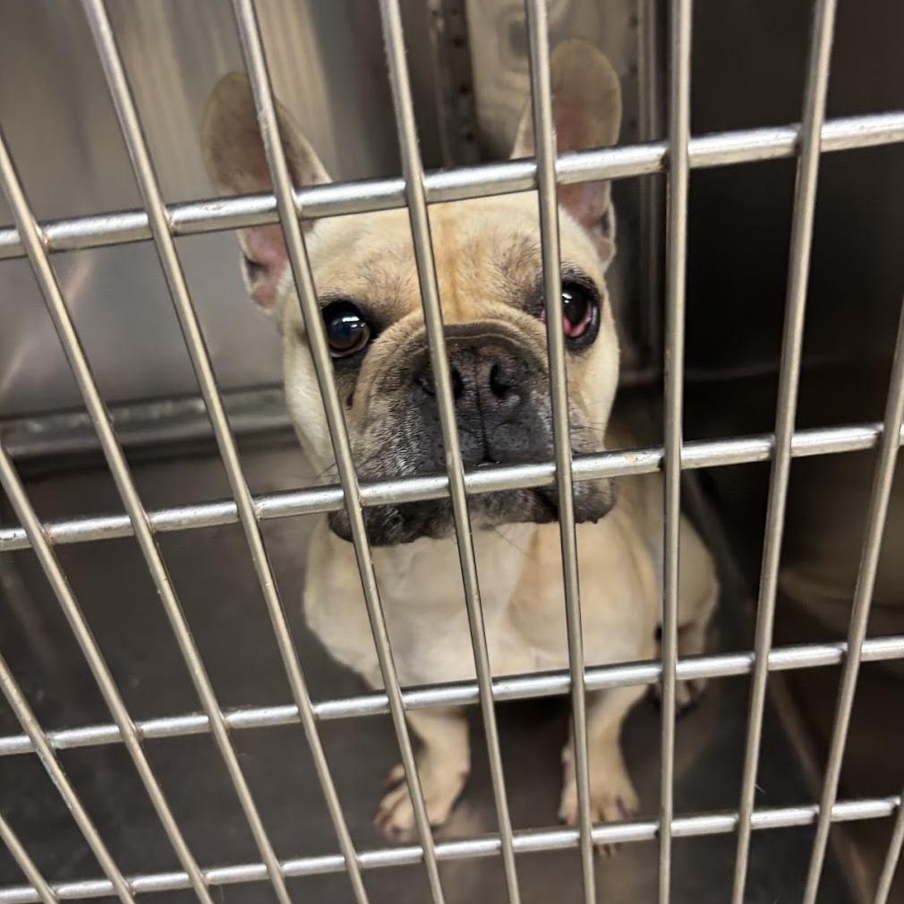 Quincy C- 34428, Adoptable, Adult Male French Bulldog.