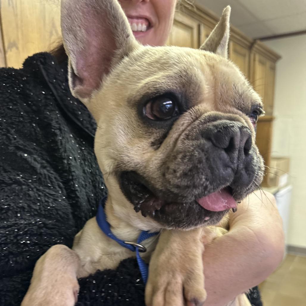 Enlarge Quincy C- 34428, a Adoptable French Bulldog in Oklahoma City, OK image 2/3