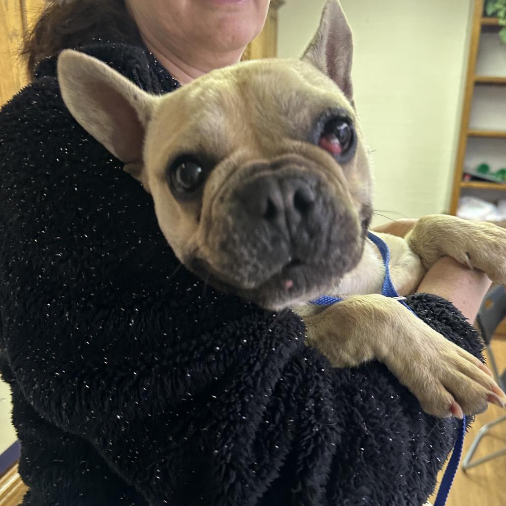 Enlarge Quincy C- 34428, a Adoptable French Bulldog in Oklahoma City, OK image 3/3