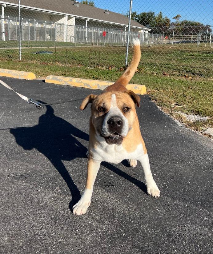 Enlarge Bird, a Adoptable mixed breed in Fayetteville, AR image 1/6