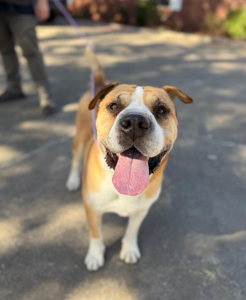 Bird, Adoptable, Adult Male Boxer & Mixed Breed.