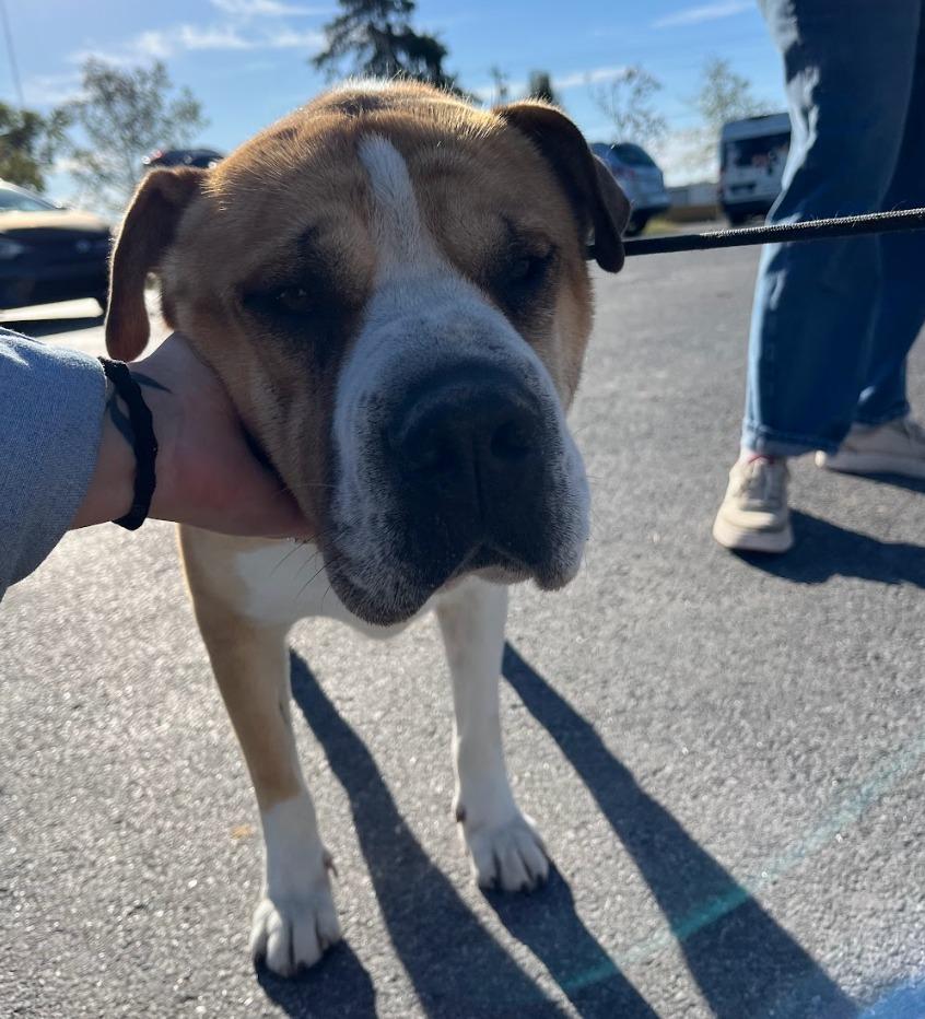Enlarge Bird, a Adoptable mixed breed in Fayetteville, AR image 4/6