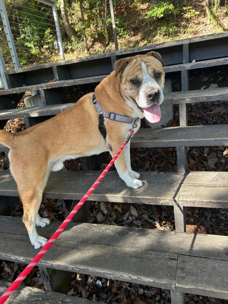 Enlarge Bird, a Adoptable mixed breed in Fayetteville, AR image 5/6
