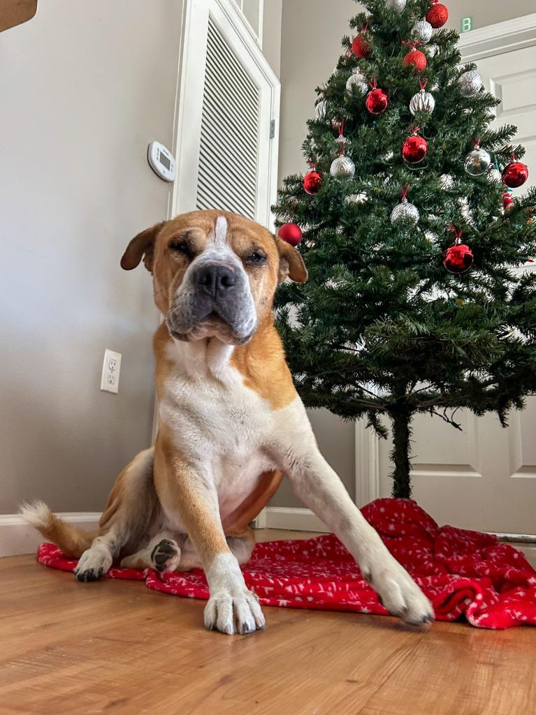 Bird, a Adoptable mixed breed in Fayetteville, AR image 6/6