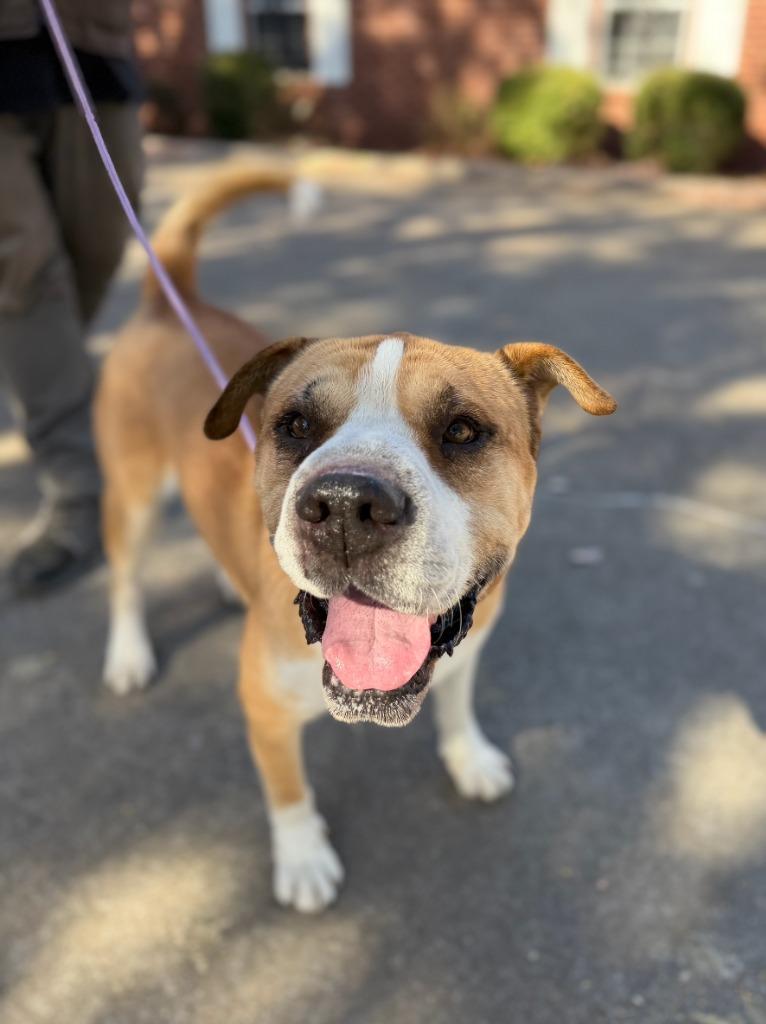 Enlarge Bird, a Adoptable mixed breed in Fayetteville, AR image 6/6