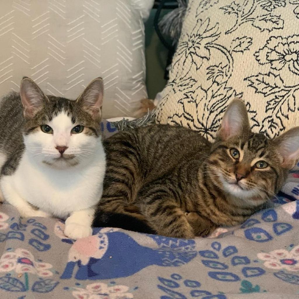 Leo (bonded with Piper)