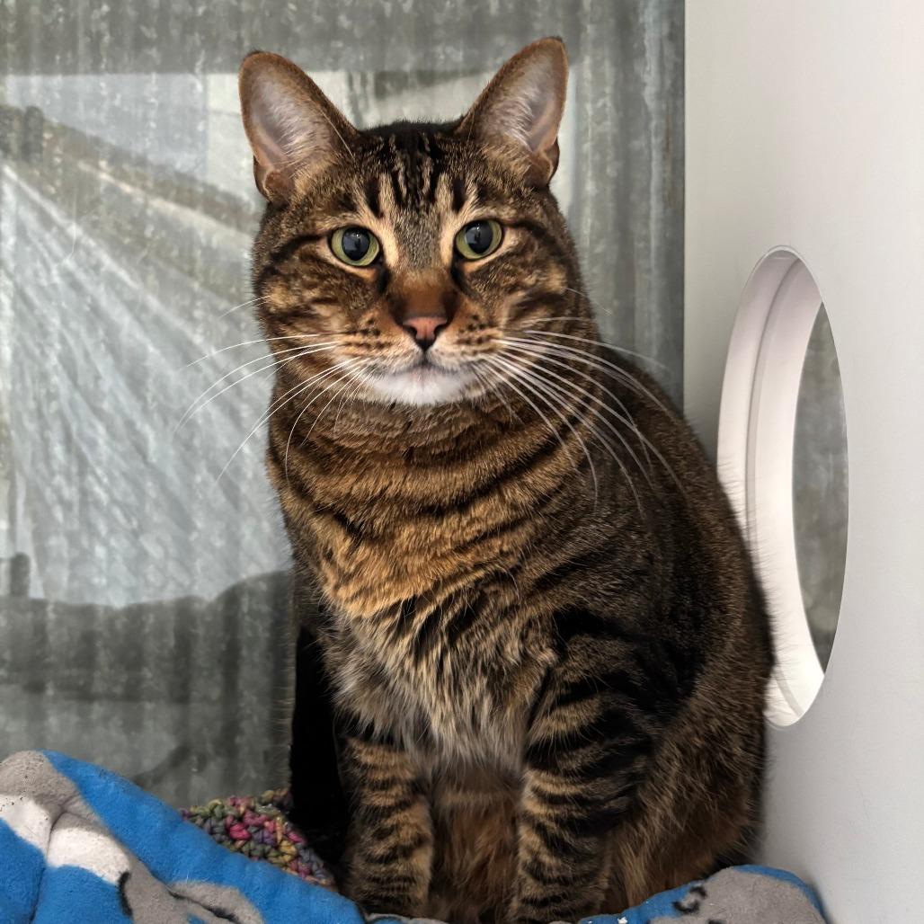 Enlarge Leo (bonded with Piper), a Adoptable Domestic Short Hair in Chicago, IL image 2/4