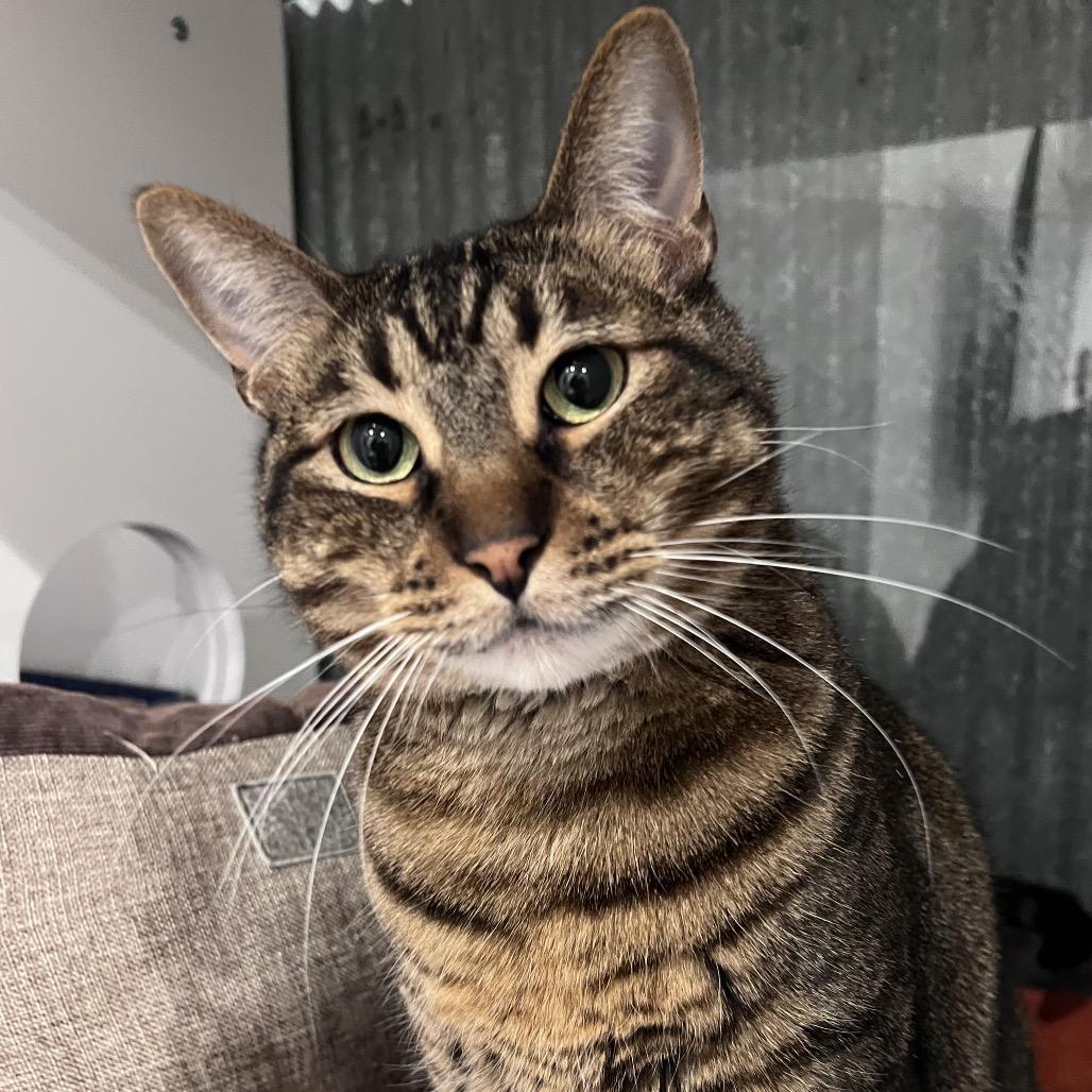 Enlarge Leo (bonded with Piper), a Adoptable Domestic Short Hair in Chicago, IL image 3/4