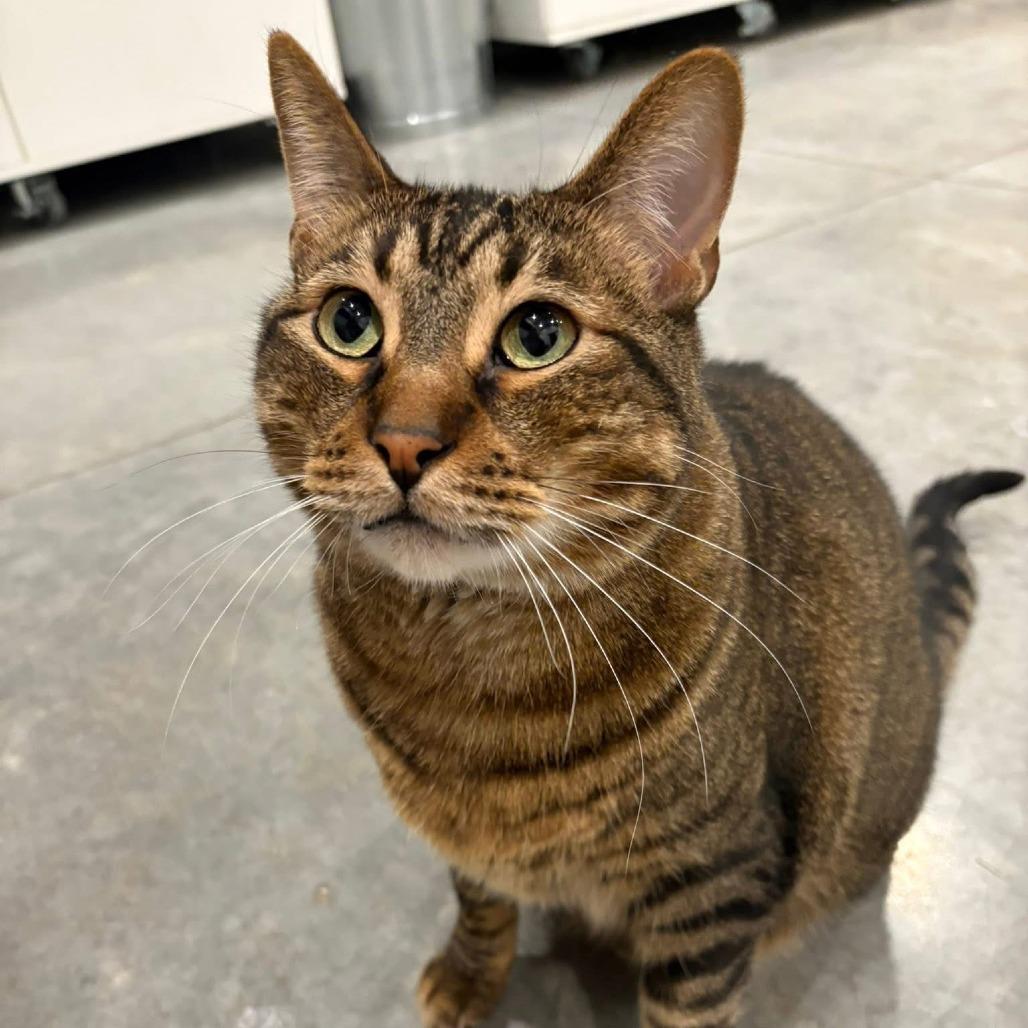 Enlarge Leo (bonded with Piper), a Adoptable Domestic Short Hair in Chicago, IL image 4/4