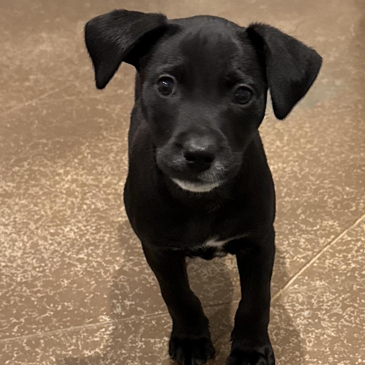 Adira, ADOPTABLE, Puppy Female Labrador Retriever & Beagle.