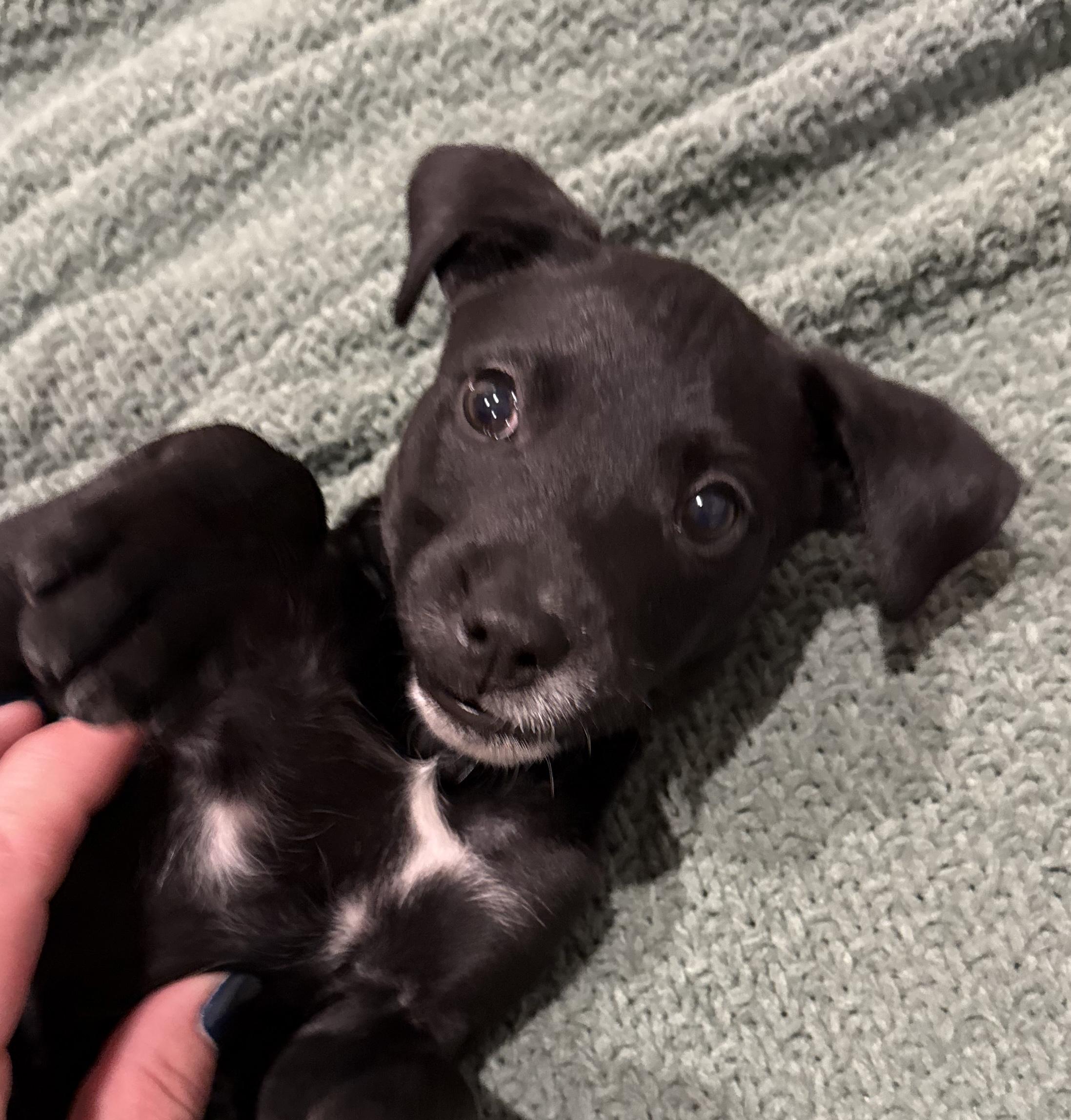 Adira, a ADOPTABLE mixed breed in Hatfield, PA image 2/6