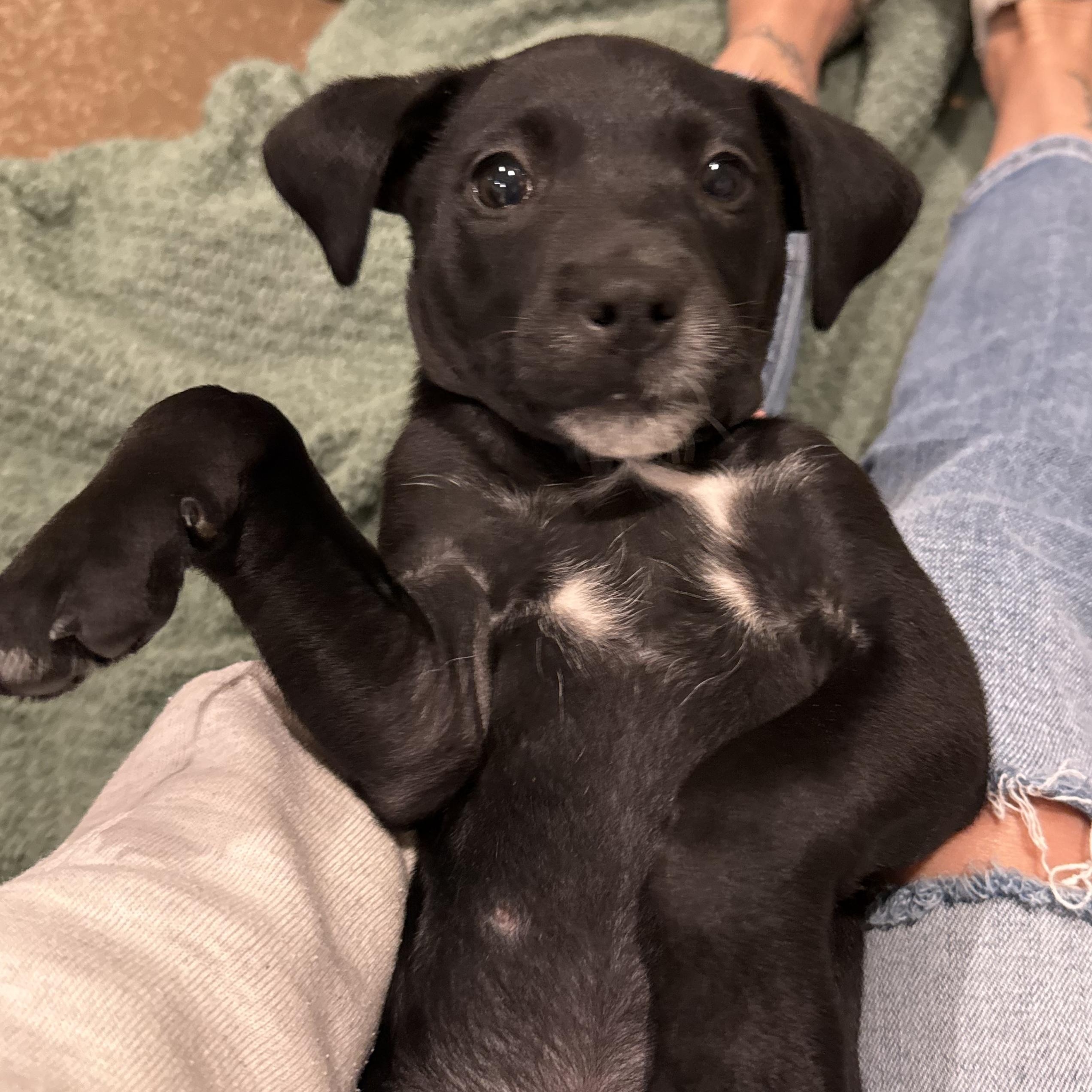 Adira, a ADOPTABLE mixed breed in Hatfield, PA image 3/6