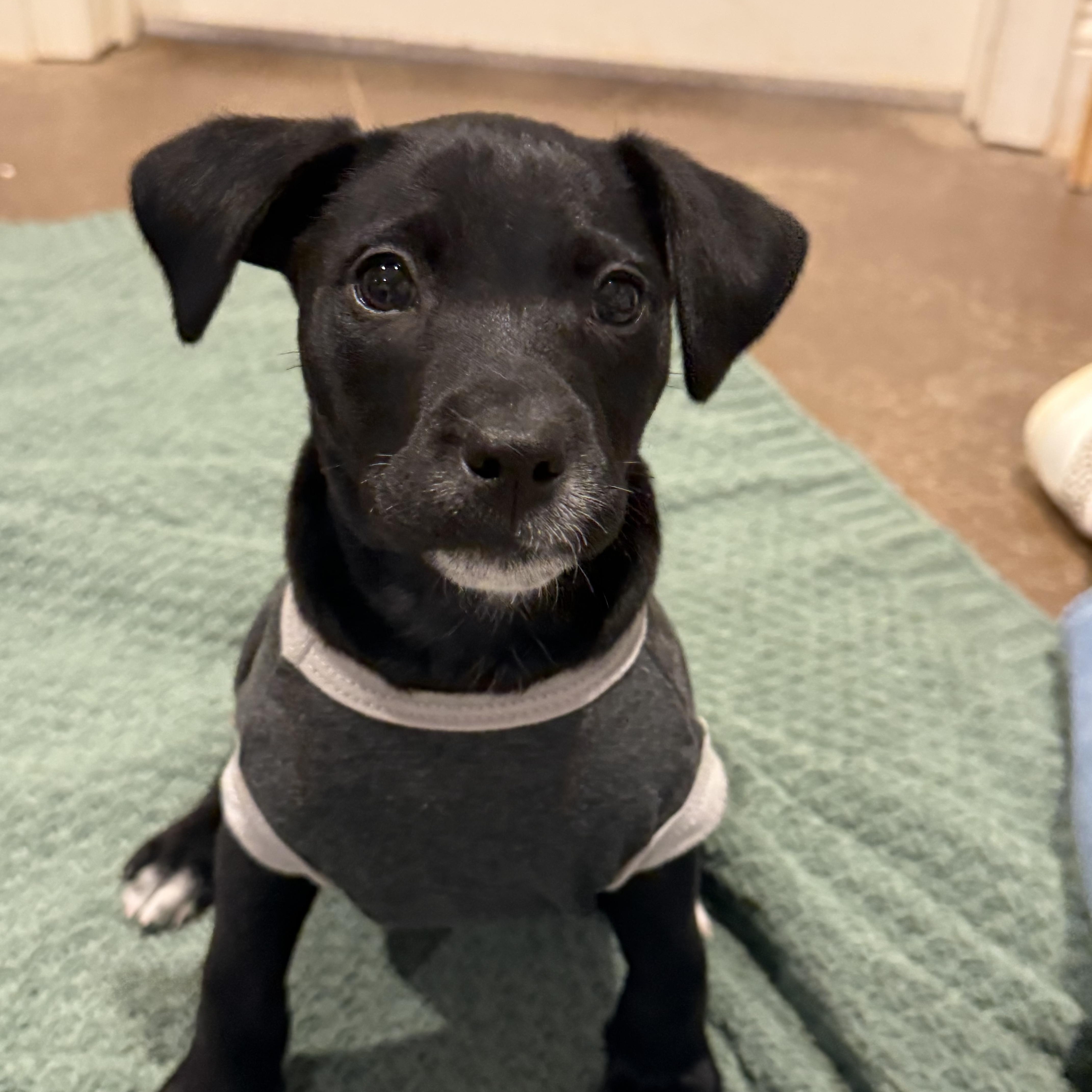 Adira, a ADOPTABLE mixed breed in Hatfield, PA image 4/6