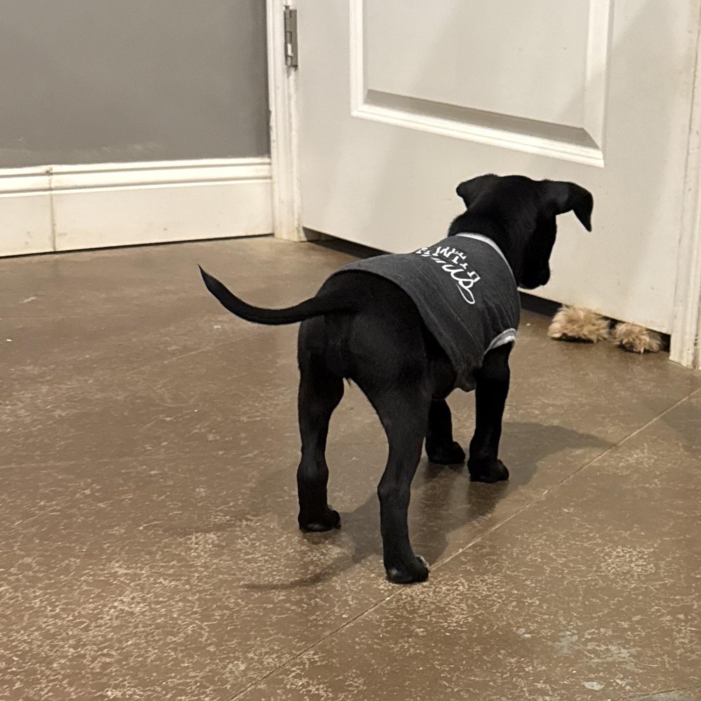 Adira, a ADOPTABLE mixed breed in Hatfield, PA image 5/6