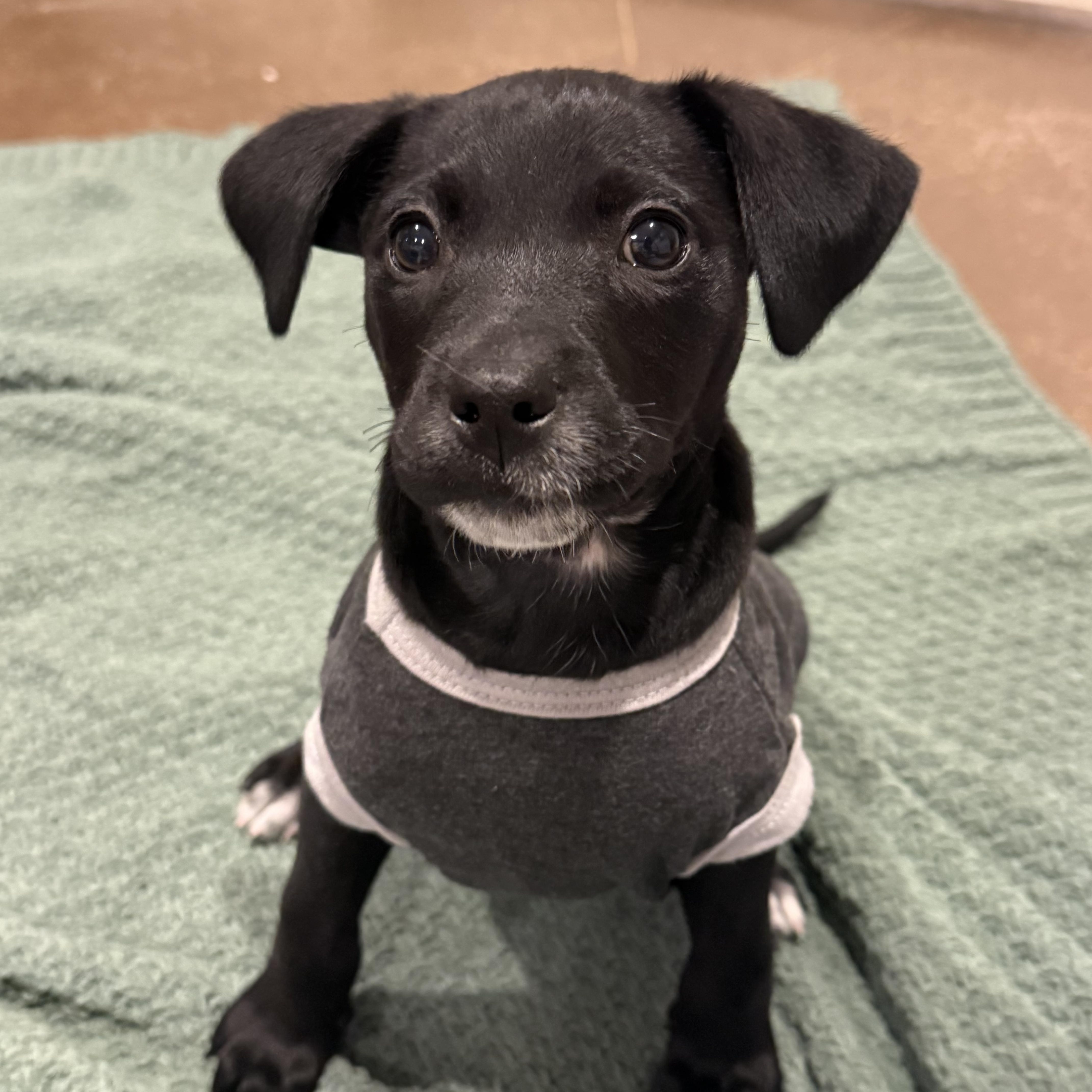 Adira, a ADOPTABLE mixed breed in Hatfield, PA image 6/6