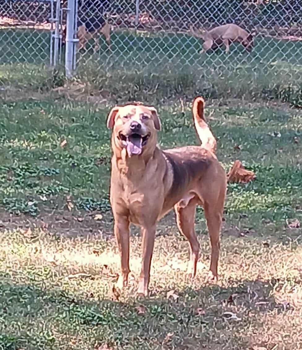 Enlarge Diesel, a Adoptable mixed breed in Onley, VA image 2/5