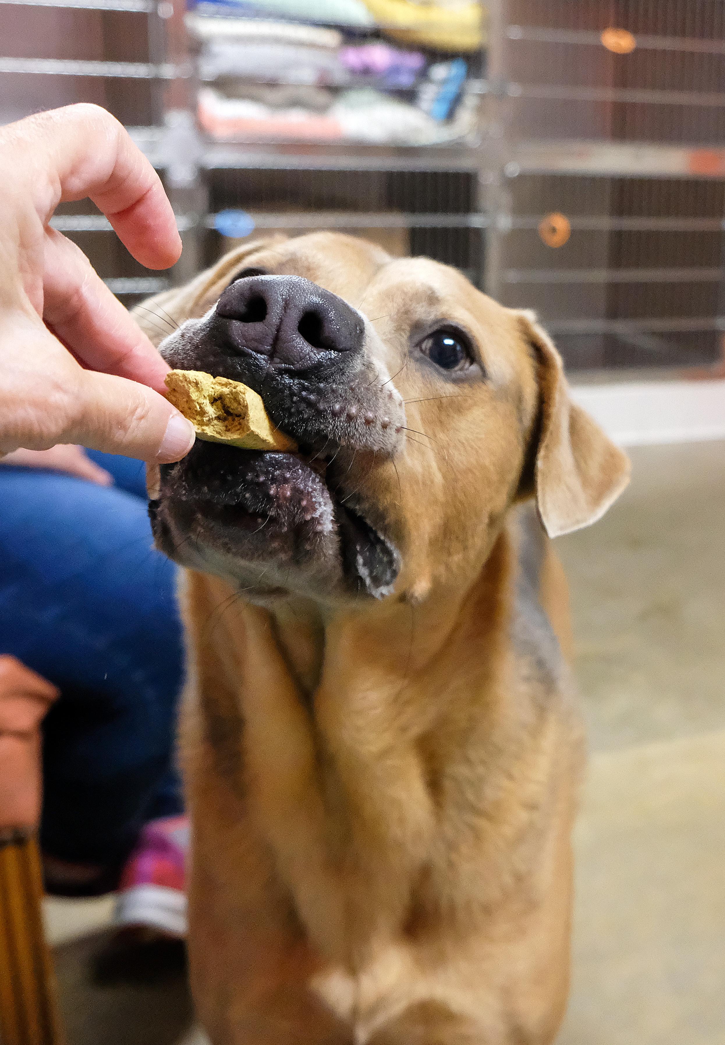 Enlarge Diesel, a Adoptable mixed breed in Onley, VA image 3/6