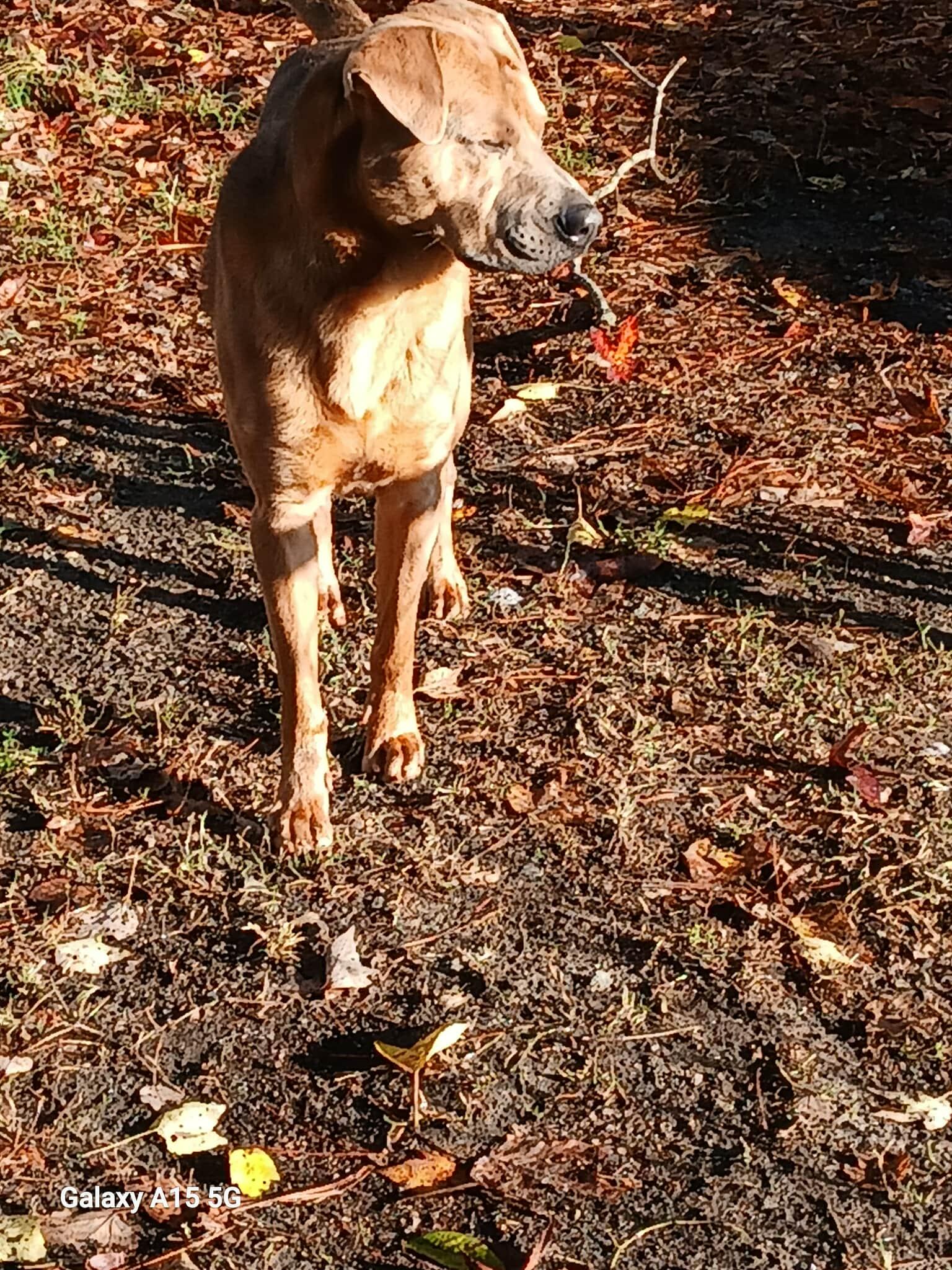 Enlarge Diesel, a Adoptable mixed breed in Onley, VA image 5/5