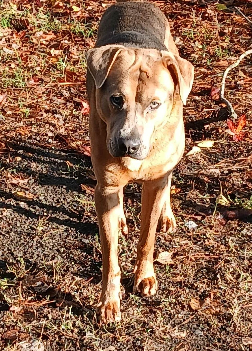Diesel, Adoptable, Adult Male Shepherd & Chow Chow.