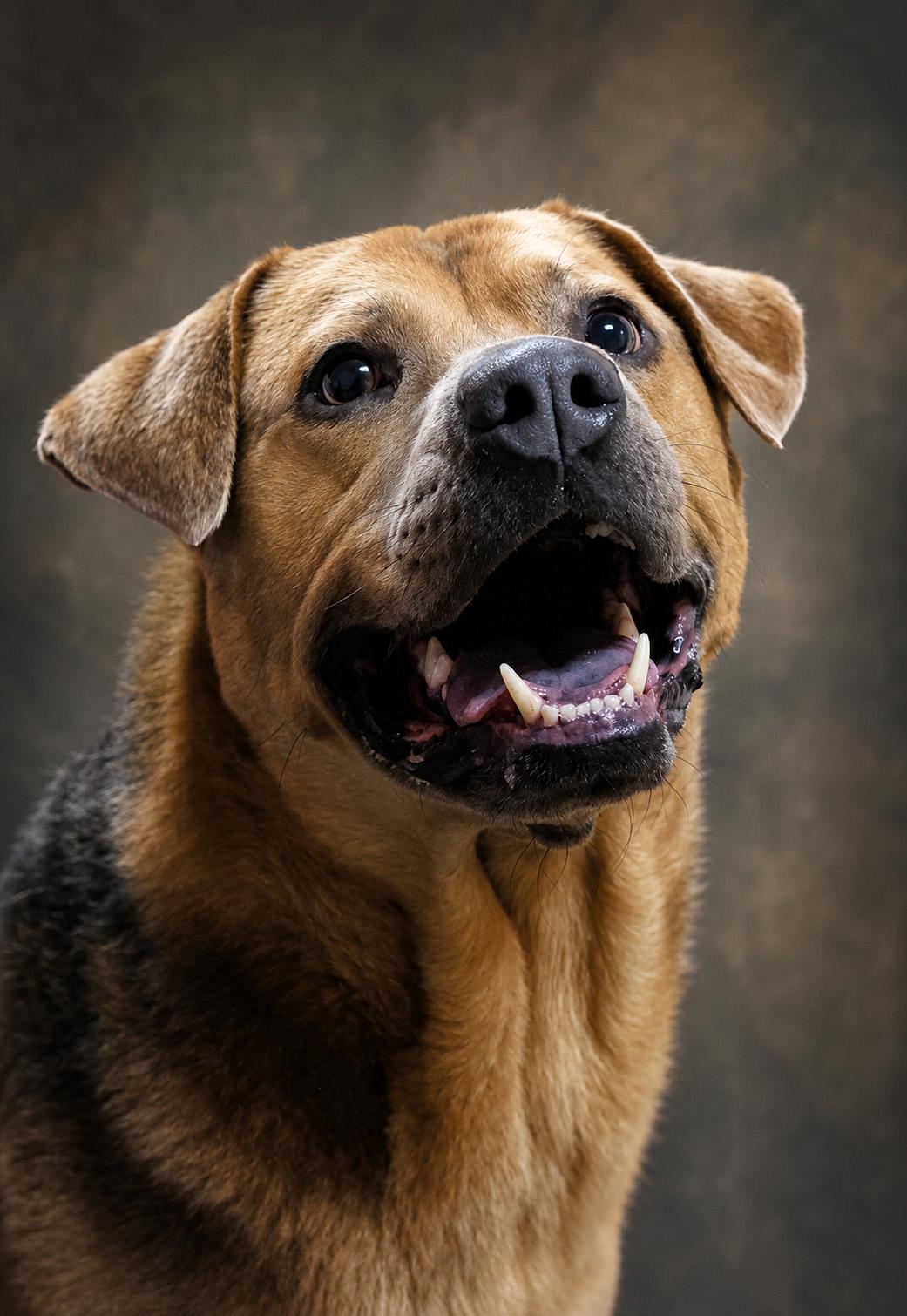 Enlarge Diesel, a Adoptable mixed breed in Onley, VA image 5/6