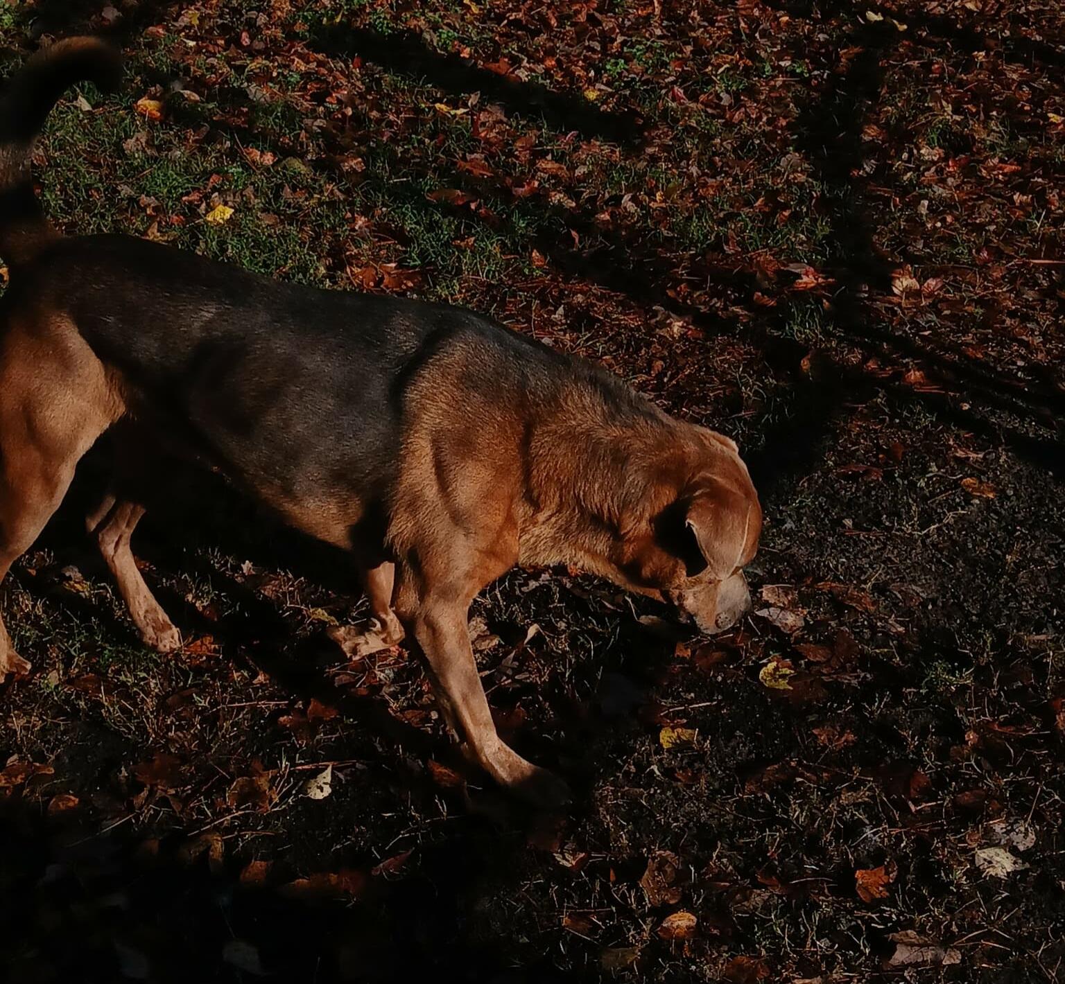 Enlarge Diesel, a Adoptable mixed breed in Onley, VA image 3/5