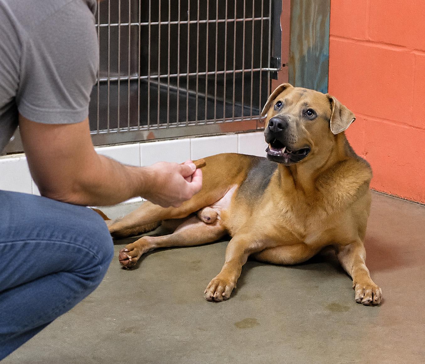 Enlarge Diesel, a Adoptable mixed breed in Onley, VA image 6/6