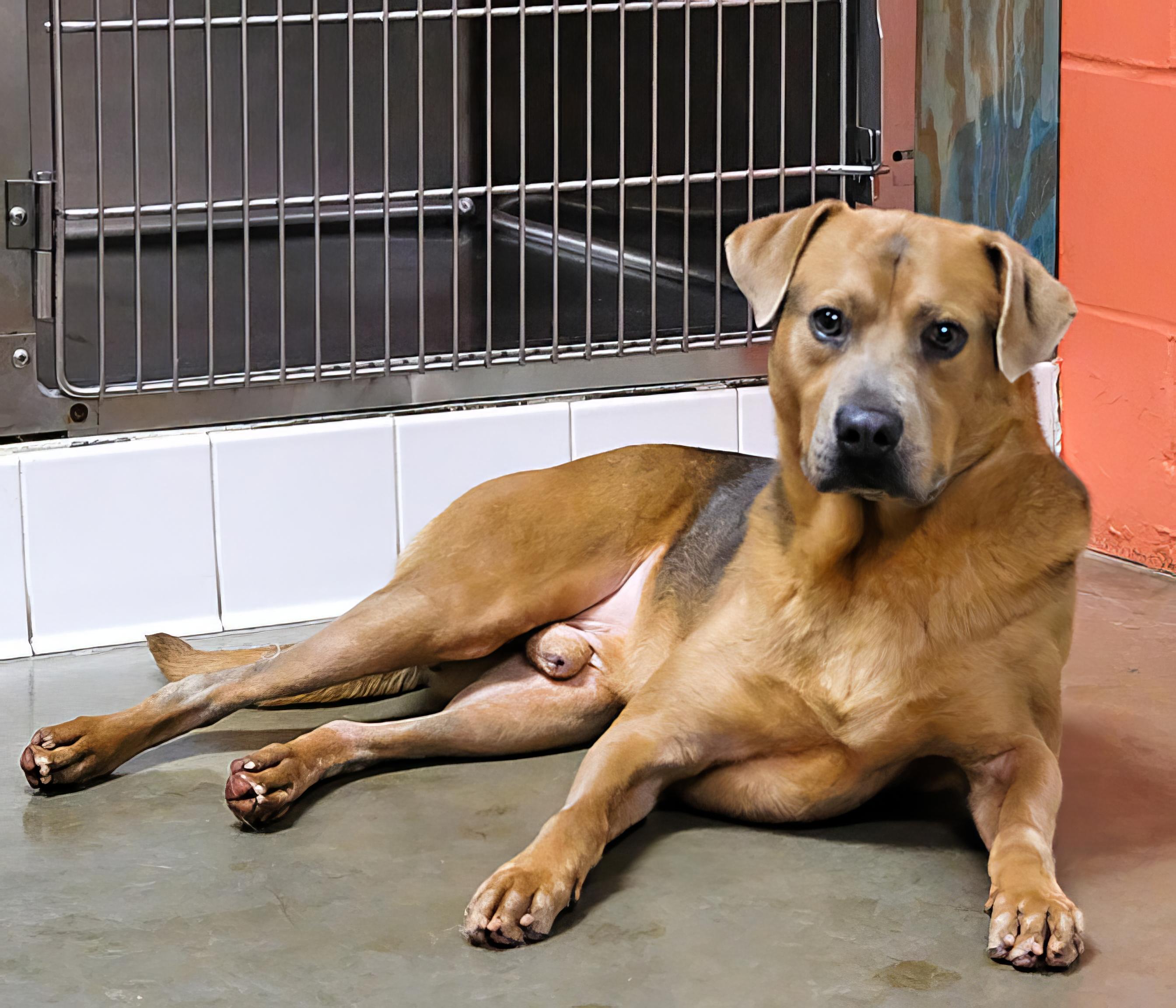 Diesel, Adoptable, Adult Male Shepherd & Chow Chow.