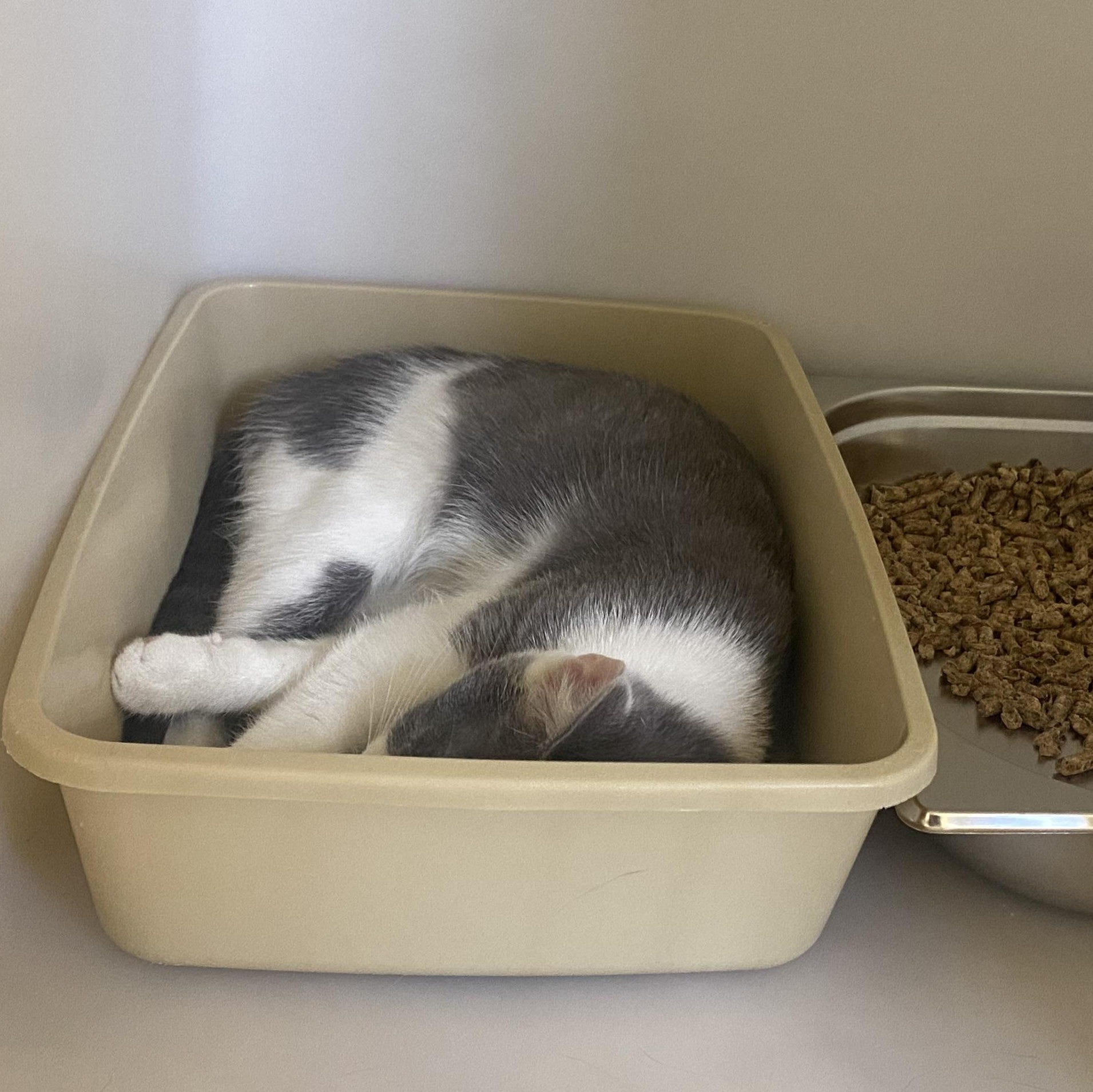 Enlarge Marshmallow, a ADOPTABLE Domestic Short Hair in King George, VA image 1/2