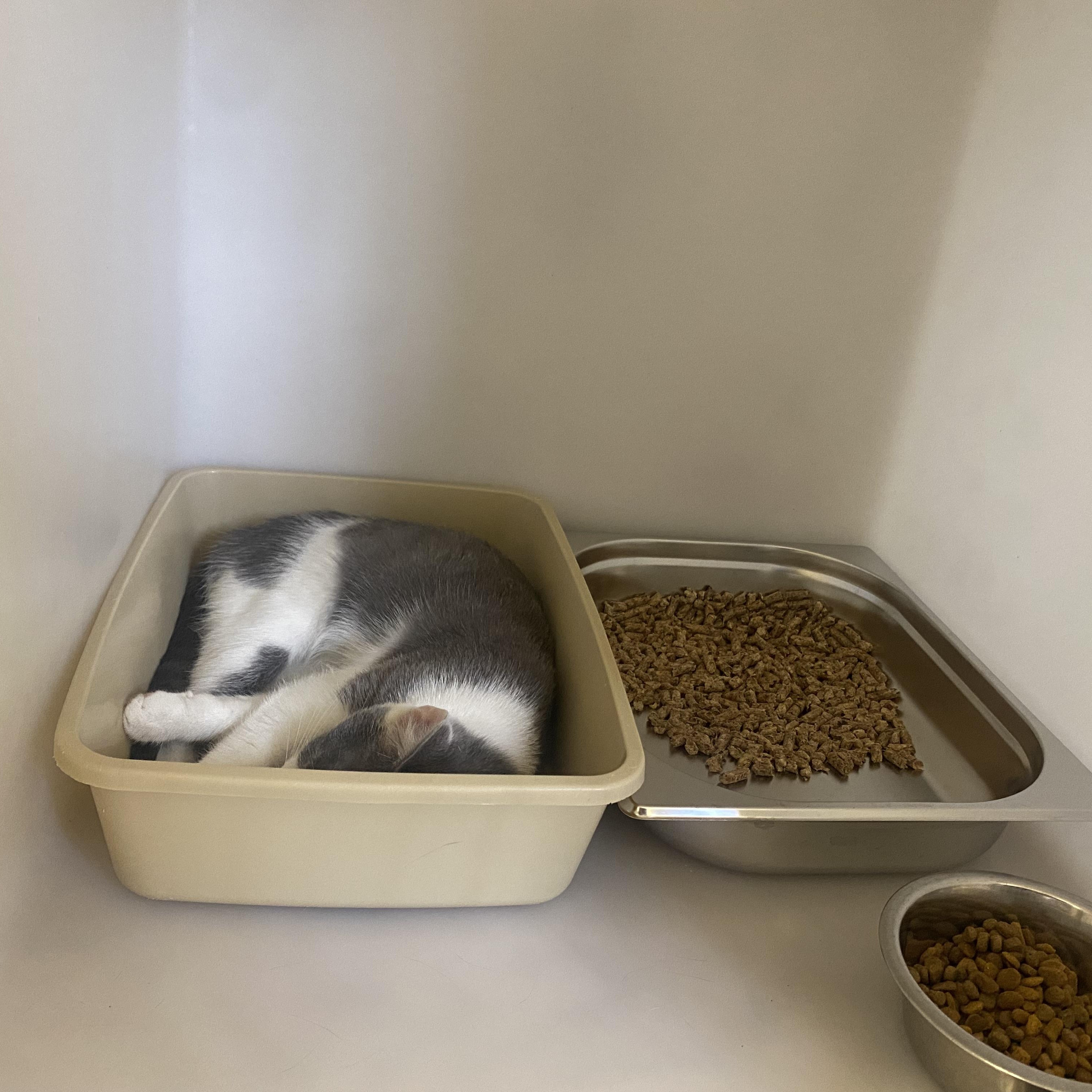 Enlarge Marshmallow, a ADOPTABLE Domestic Short Hair in King George, VA image 2/2