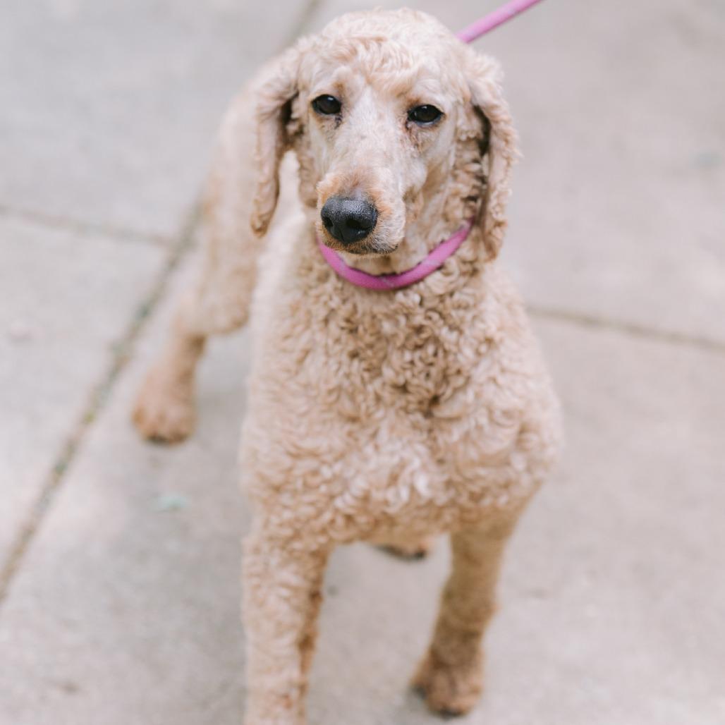Enlarge Oakley's Win, an adopted Standard Poodle in Zionsville, IN image 1/1