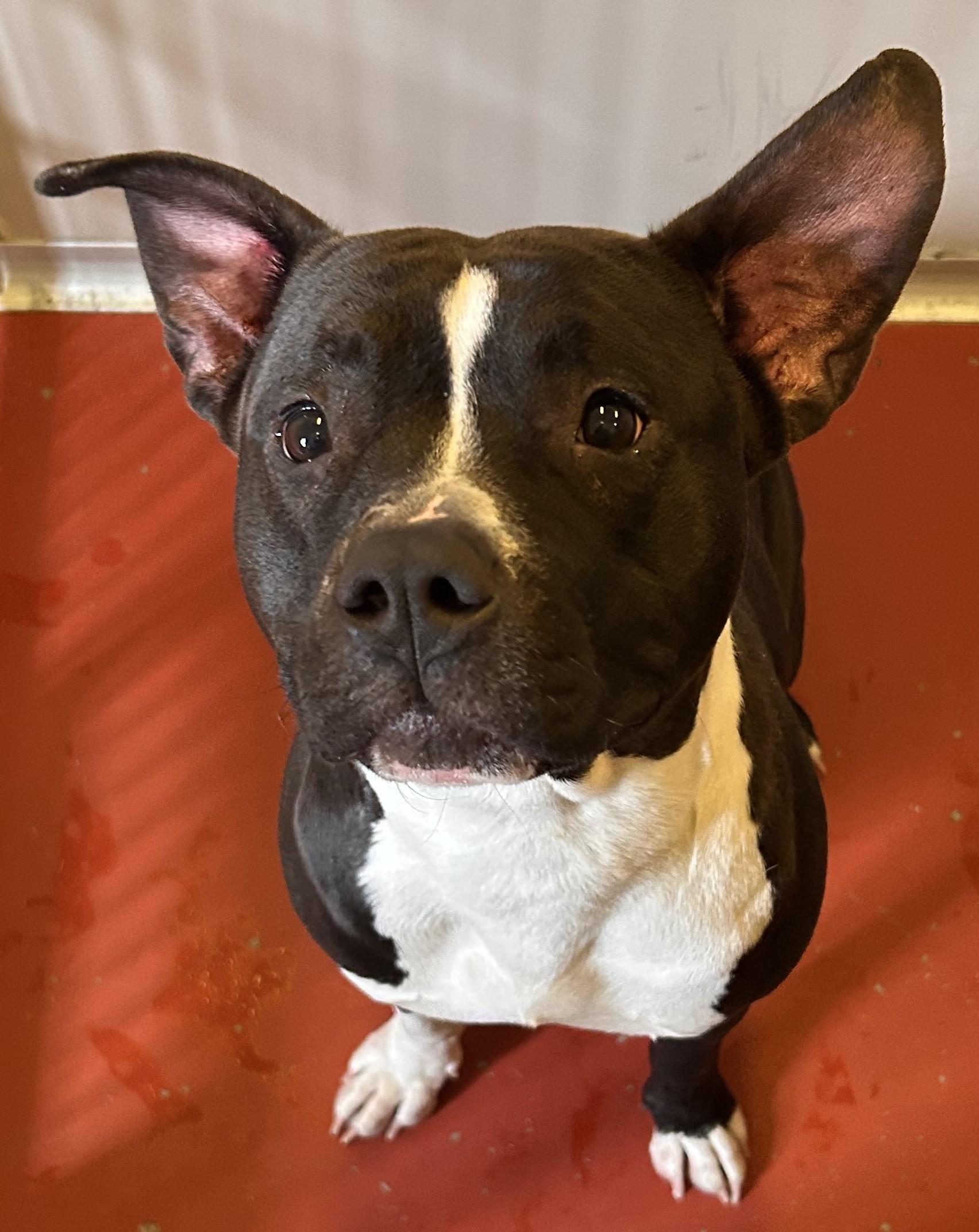 Moira, a ADOPTABLE Pit Bull Terrier in Mason City, IA image 2/2
