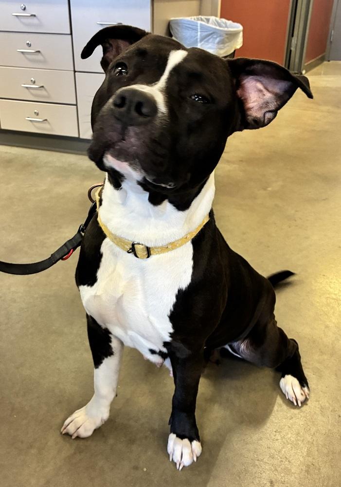 Moira, ADOPTABLE, Adult Female Pit Bull Terrier.