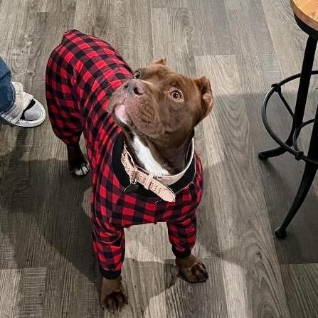 Enlarge Rigatoni, a Adoptable Pit Bull Terrier in Colorado Springs, CO image 1/6
