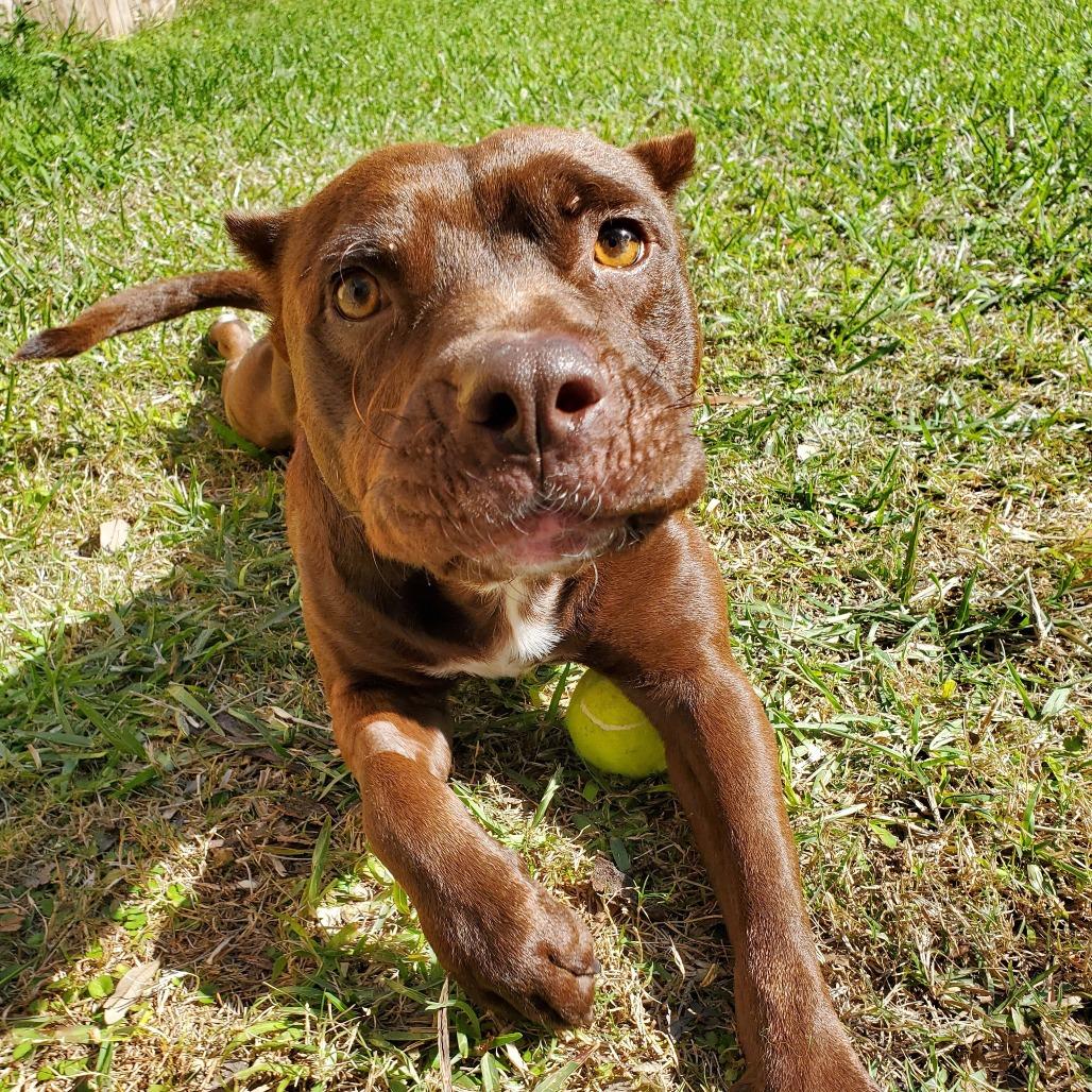 Enlarge Rigatoni, a Adoptable Pit Bull Terrier in Colorado Springs, CO image 3/6