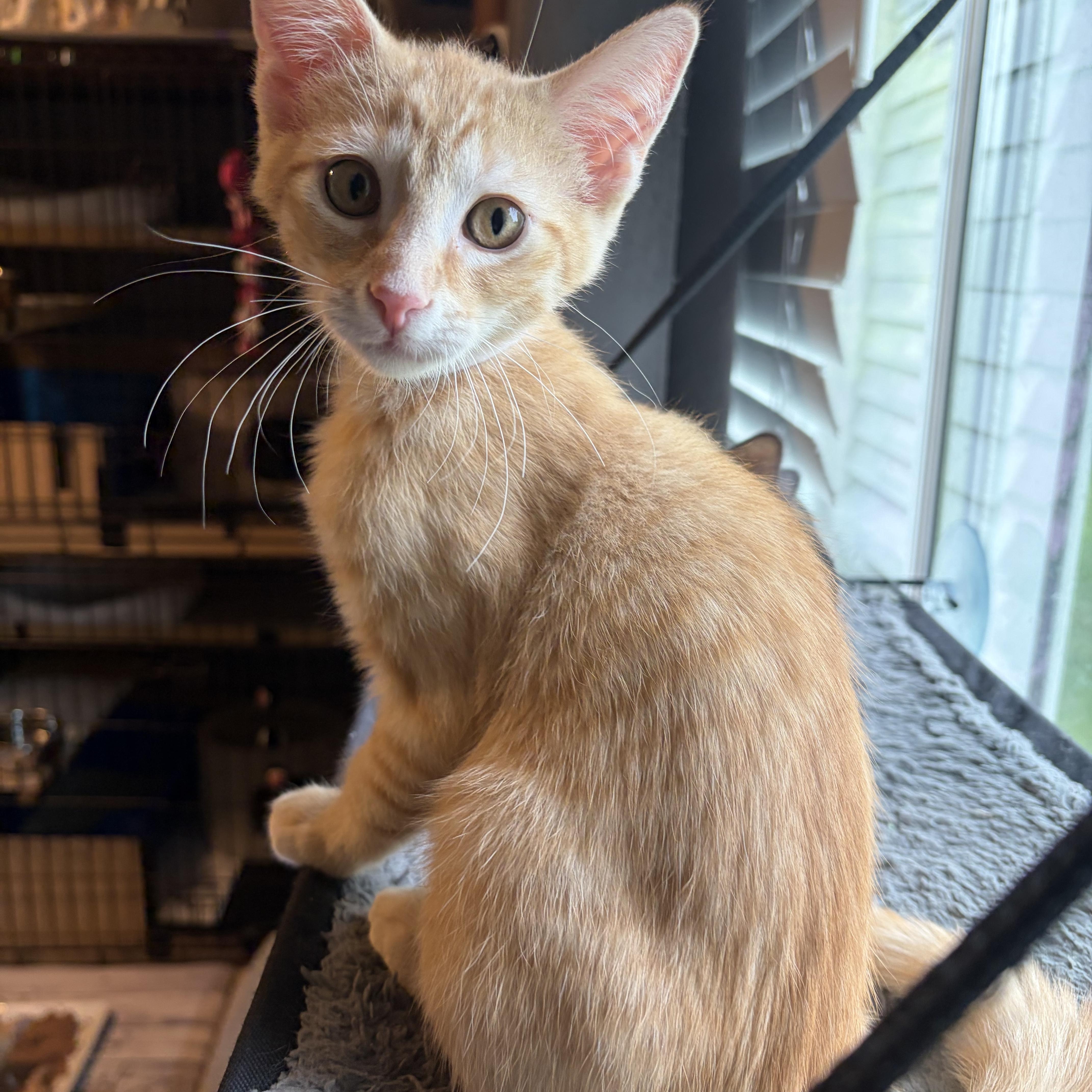 Enlarge Mikael, a ADOPTABLE Domestic Short Hair in South Lyon, MI image 2/5