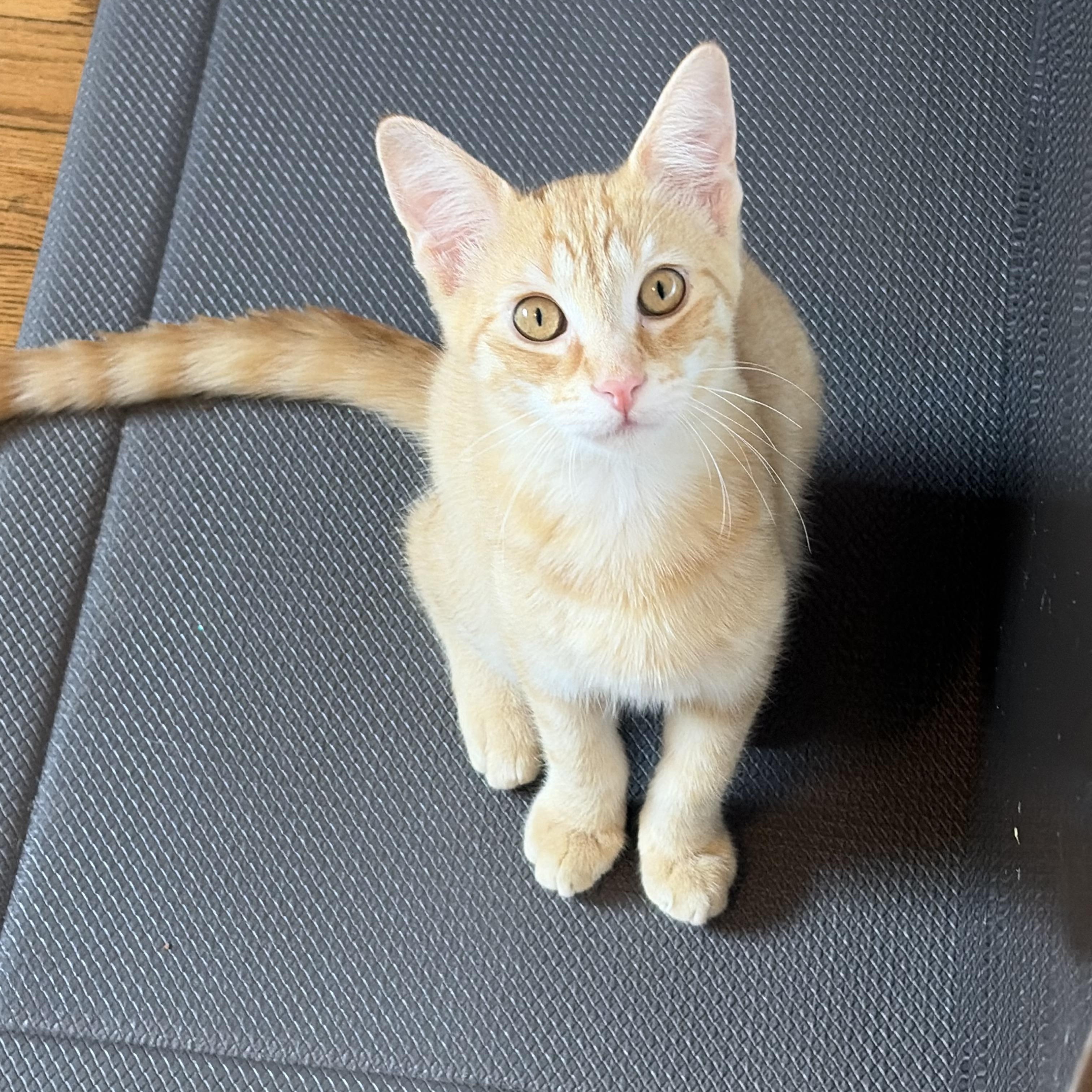 Mikael, a ADOPTABLE Domestic Short Hair in South Lyon, MI image 2/4