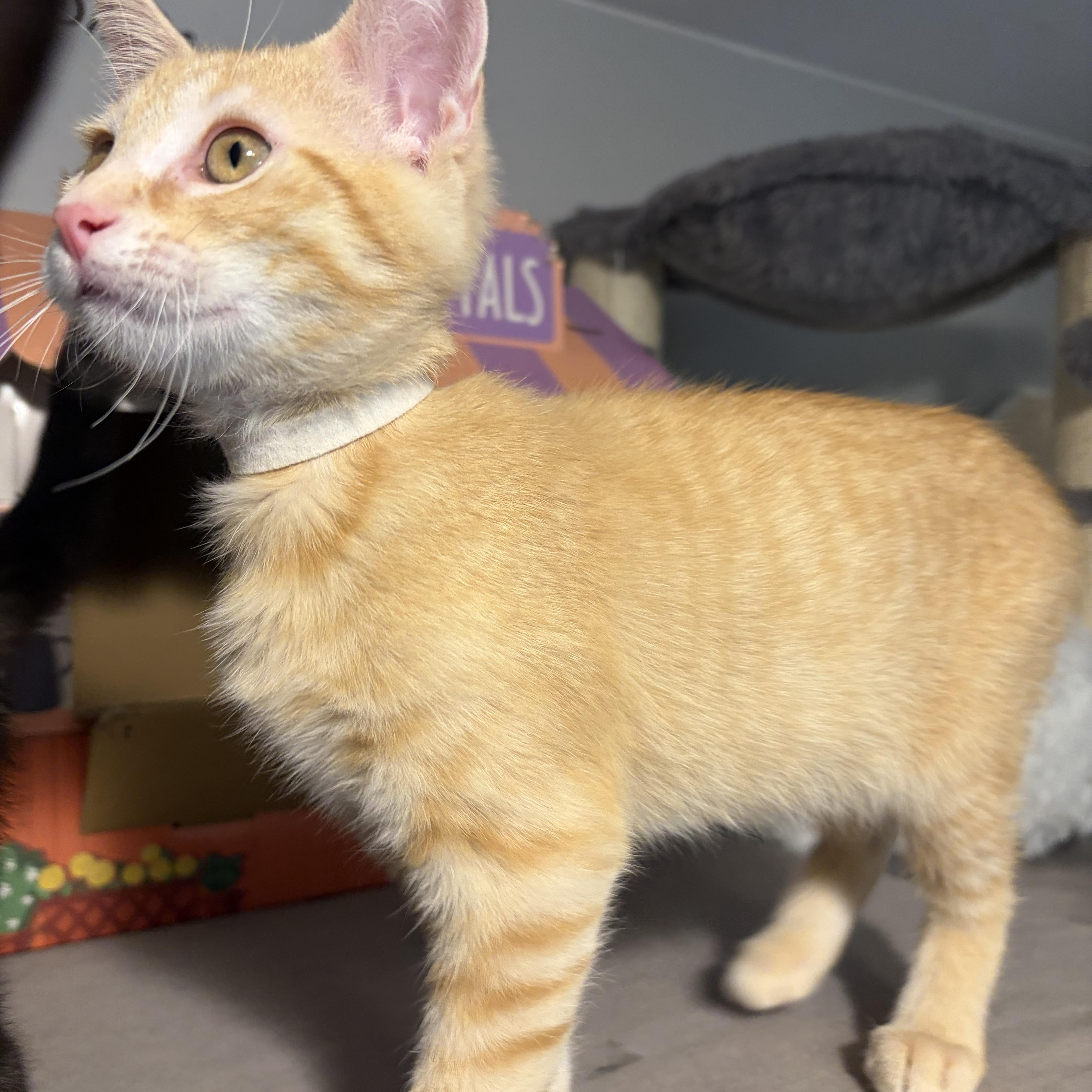 Enlarge Mikael, a ADOPTABLE Domestic Short Hair in South Lyon, MI image 5/5