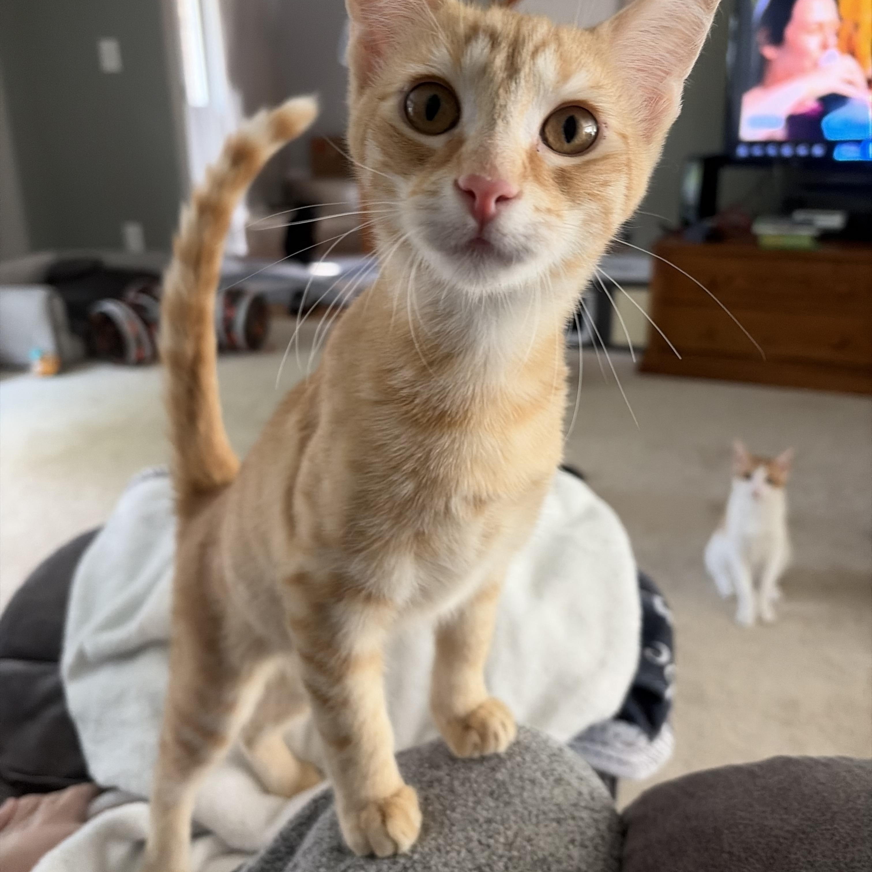 Mikael, ADOPTABLE, Kitten Male Domestic Short Hair.